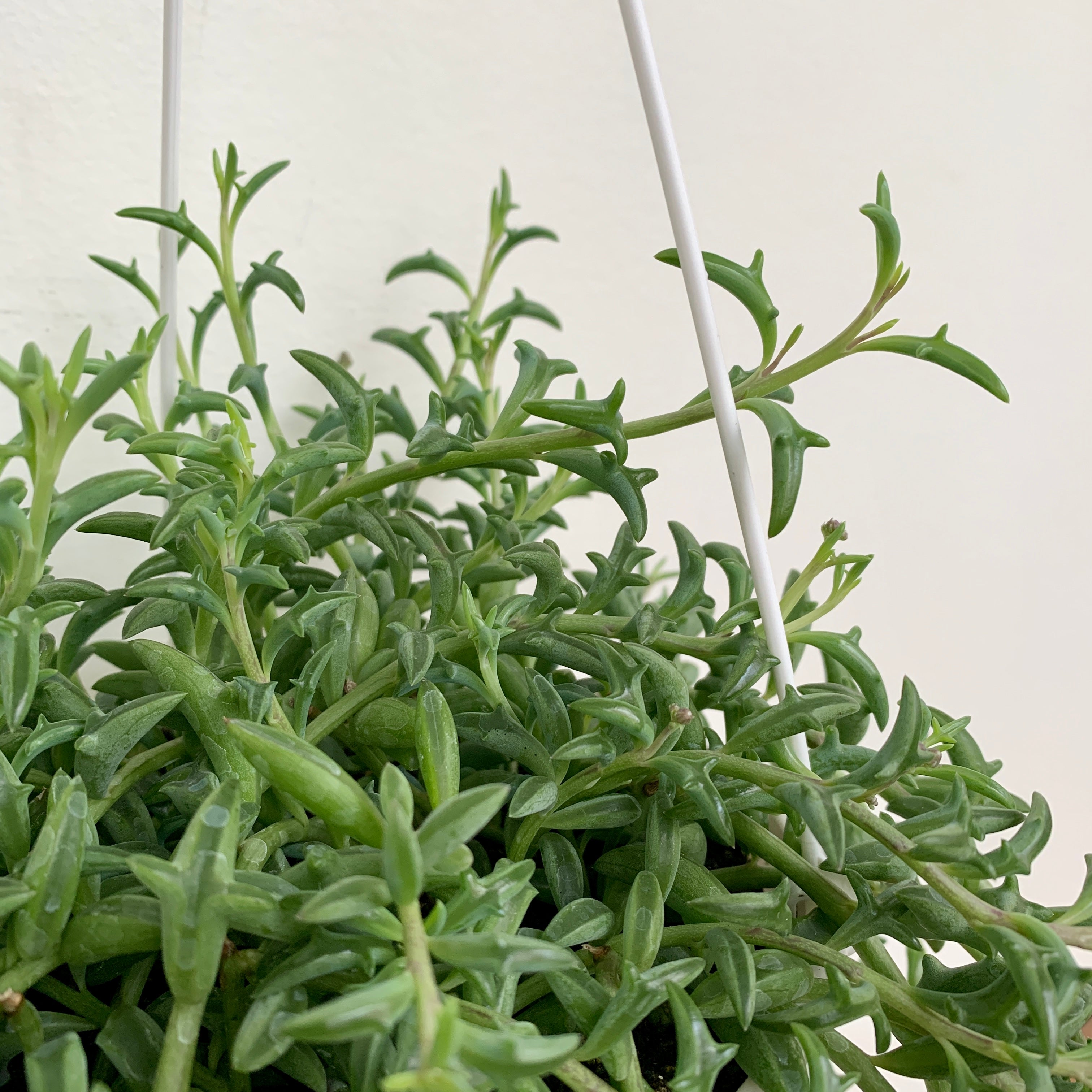 String of Dolphins (Senecio peregrinus)