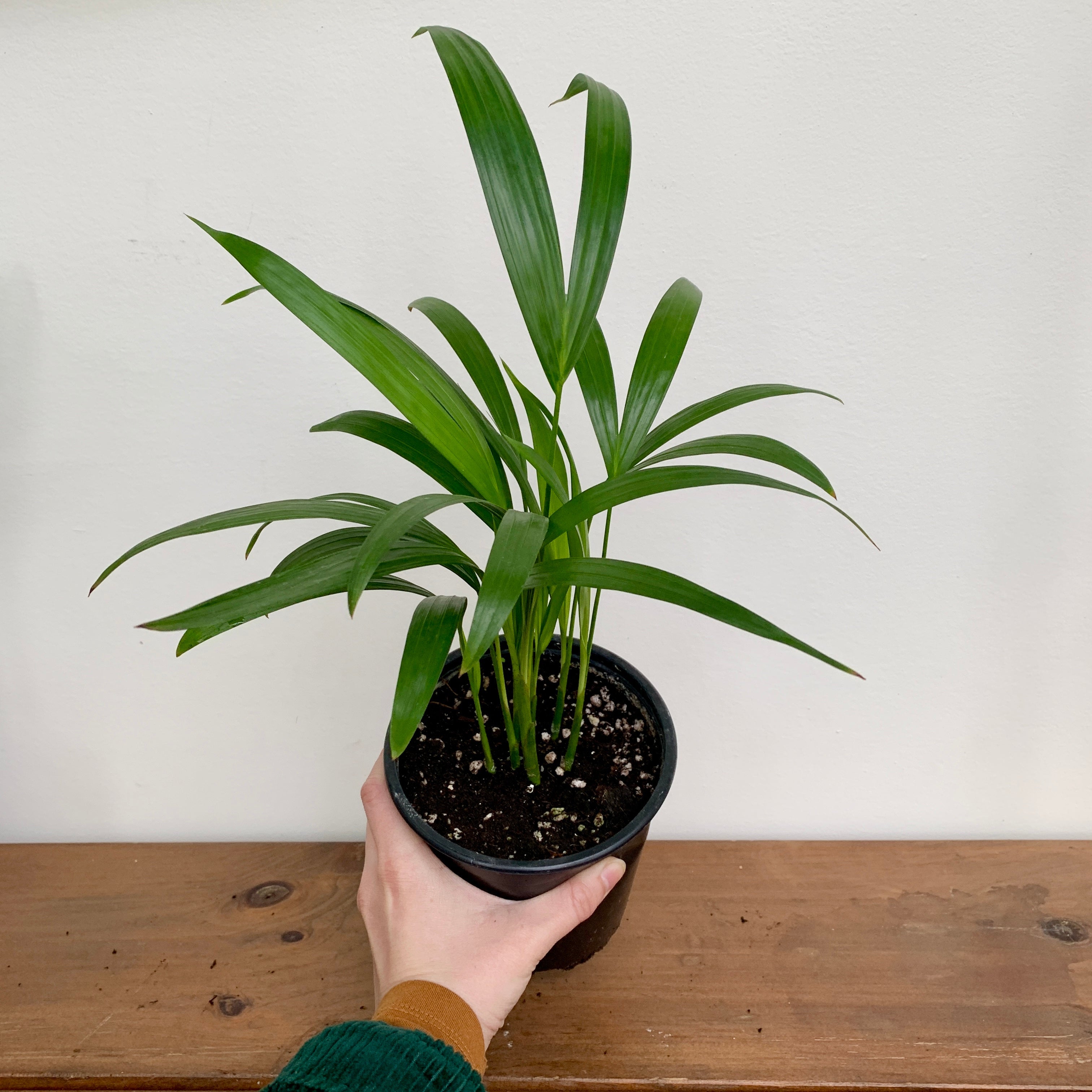 Areca Palm (Dypsis lutescens)