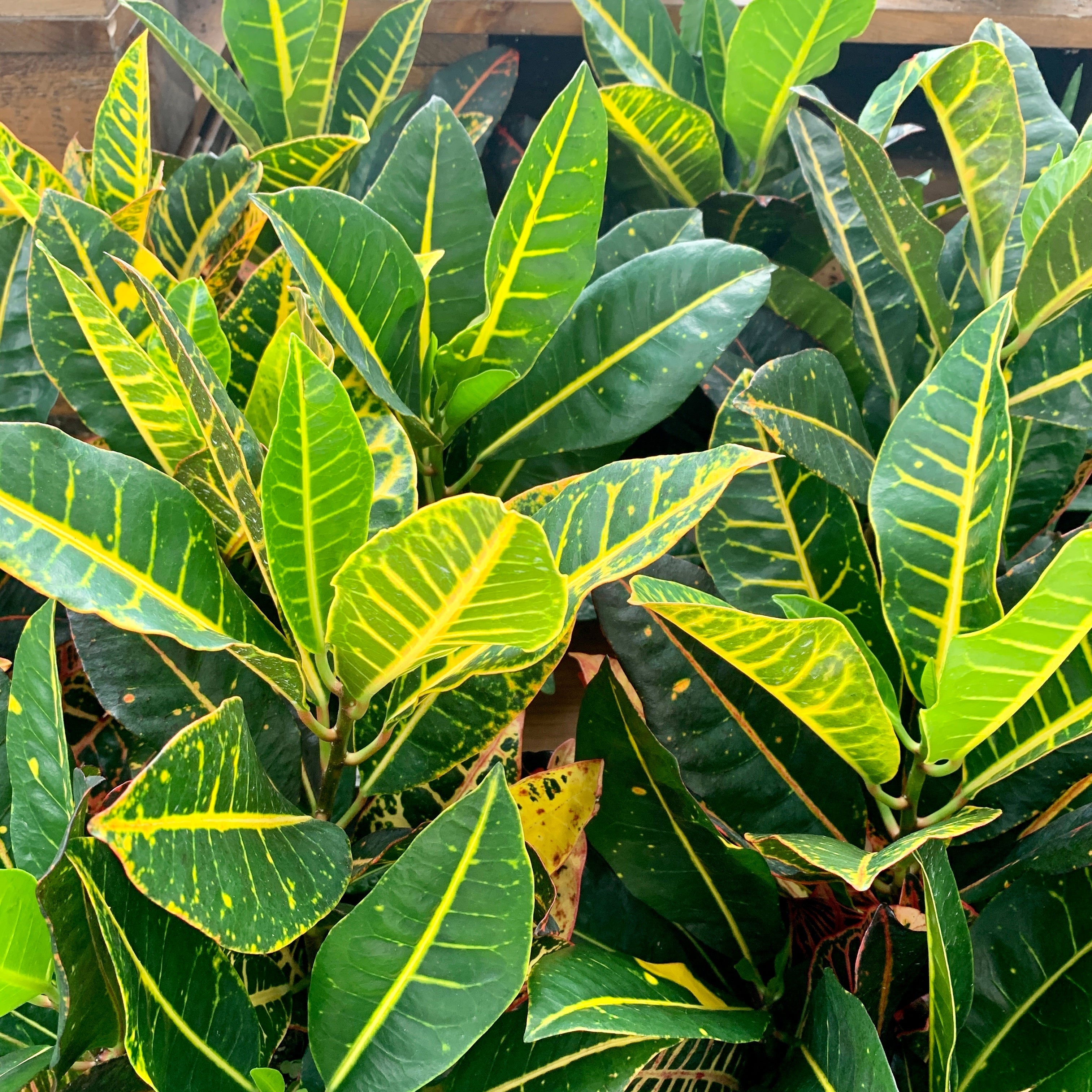 Croton 'Petra' (Codiaeum variegatum)