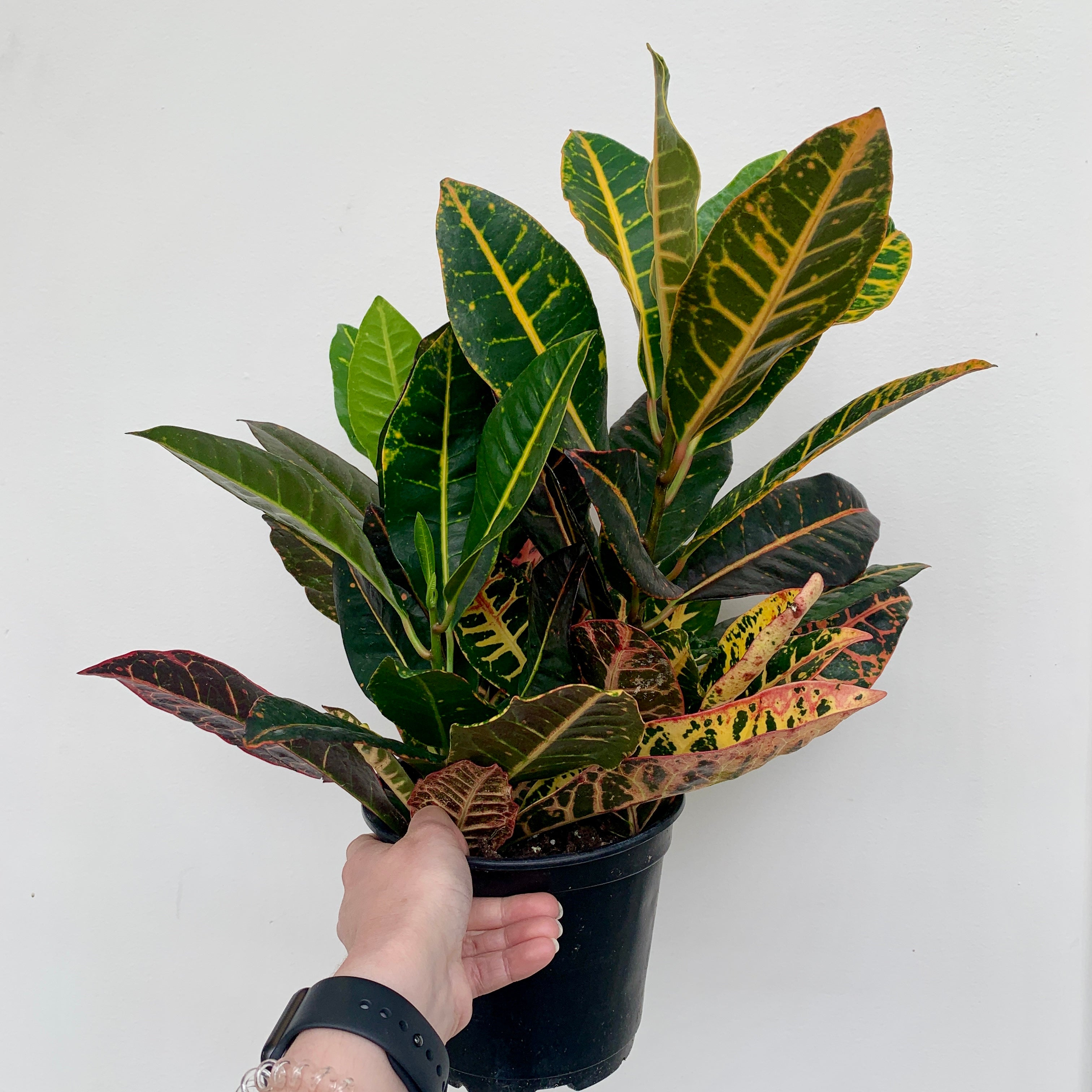 Croton 'Petra' (Codiaeum variegatum)