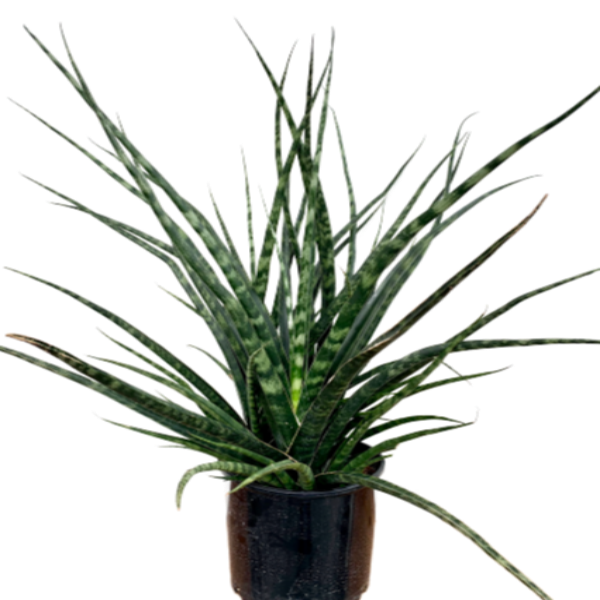 Snake Plant 'Fernwood' (Dracaena bacularis)