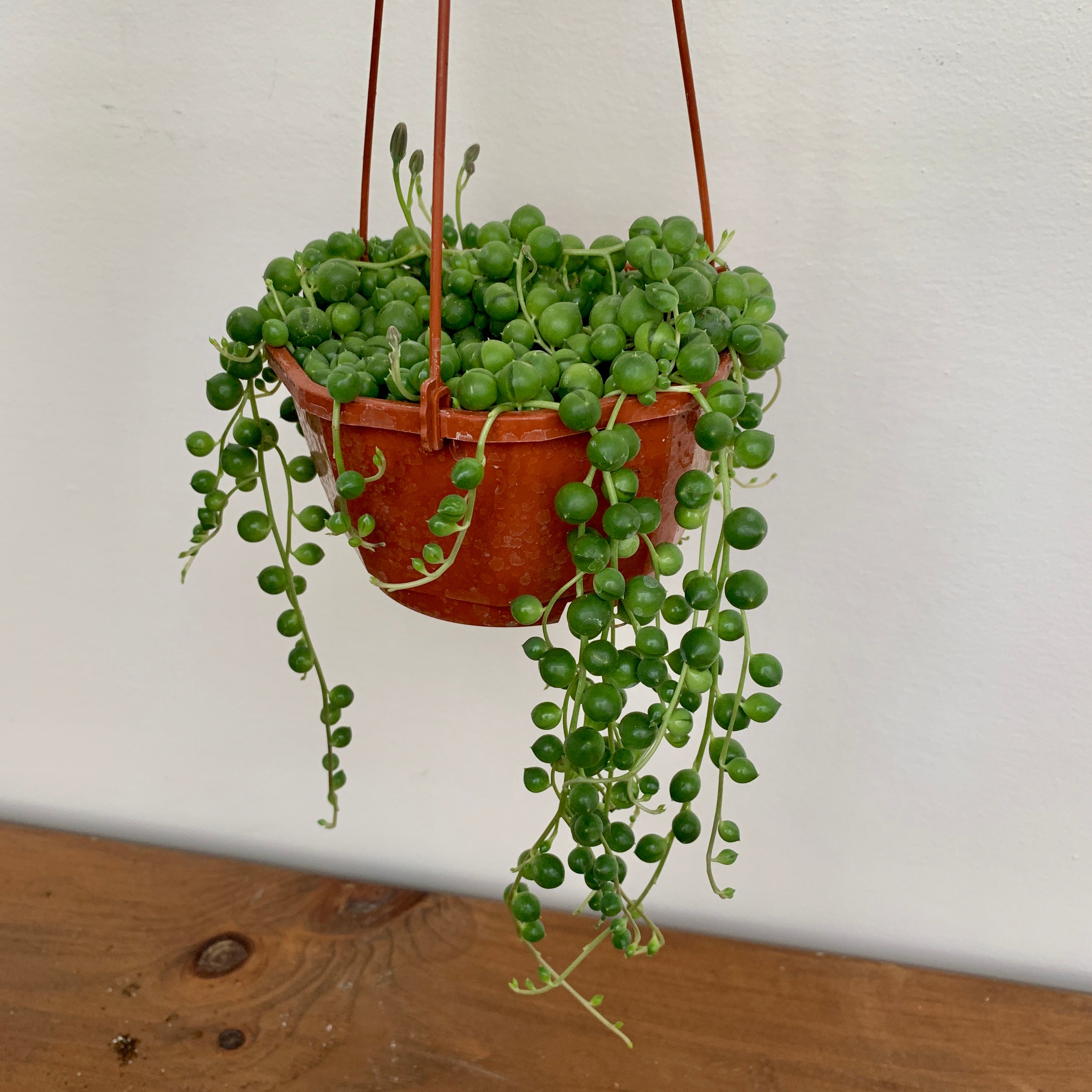 String of Pearls (Senecio rowleyanus)