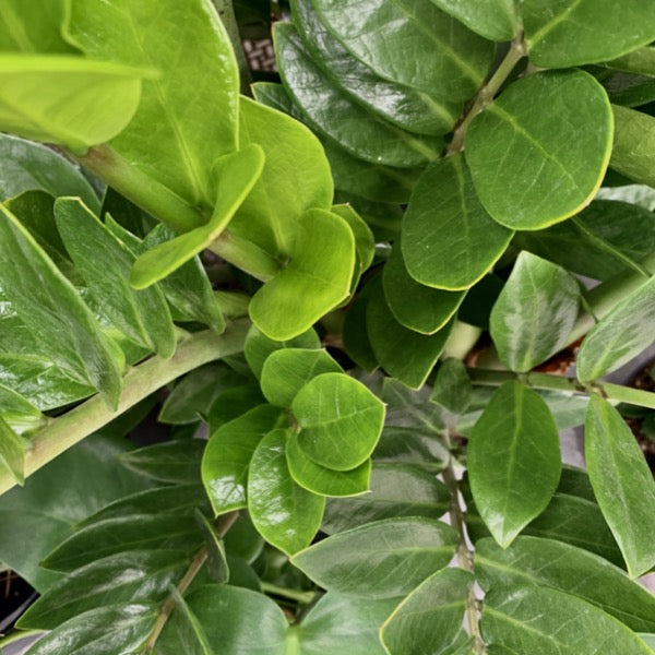 ZZ Plant (Zamioculcas zamiifolia)