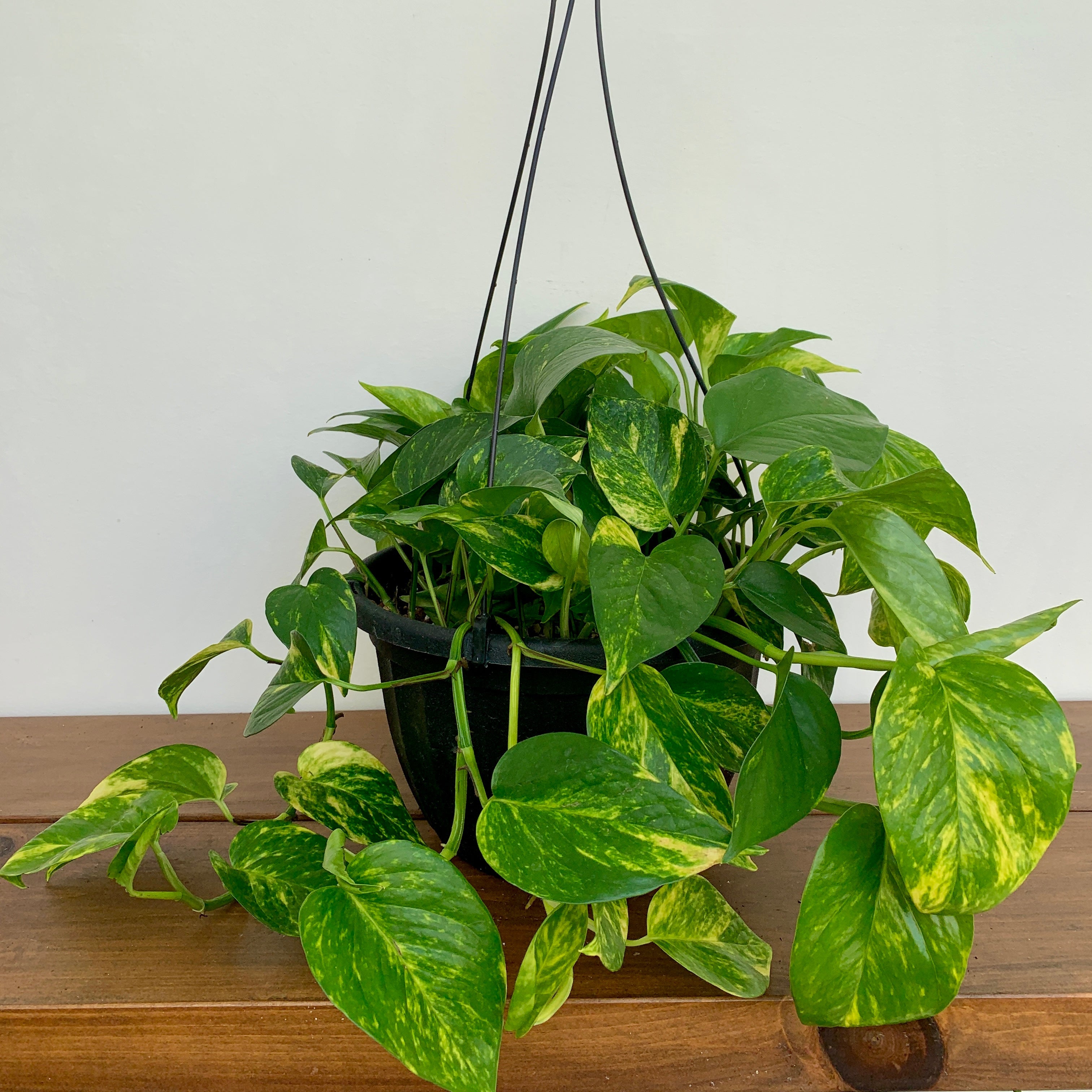 Golden Pothos Hanging Basket (Epipremnum aureum)