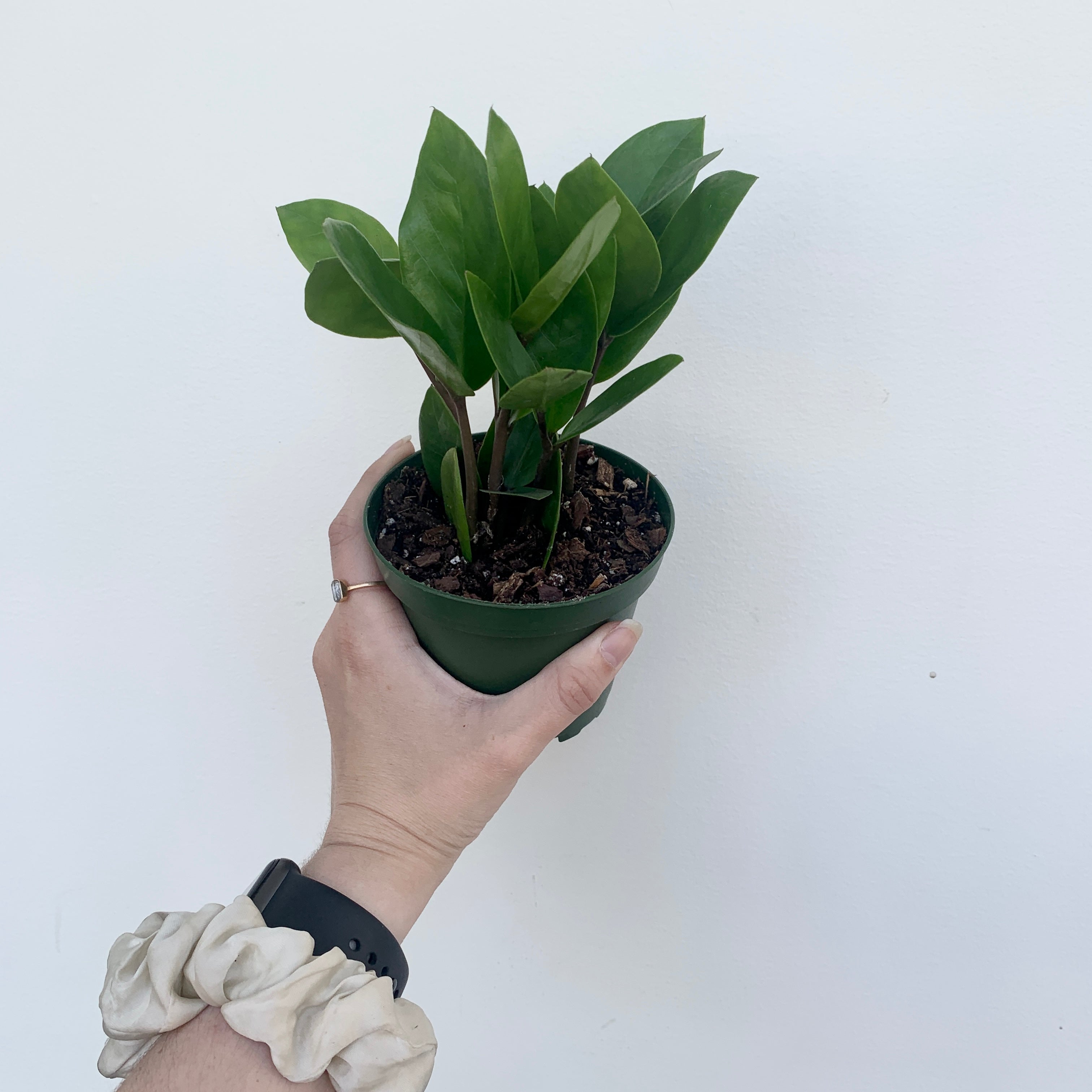 ZZ Plant (Zamioculcas zamiifolia)