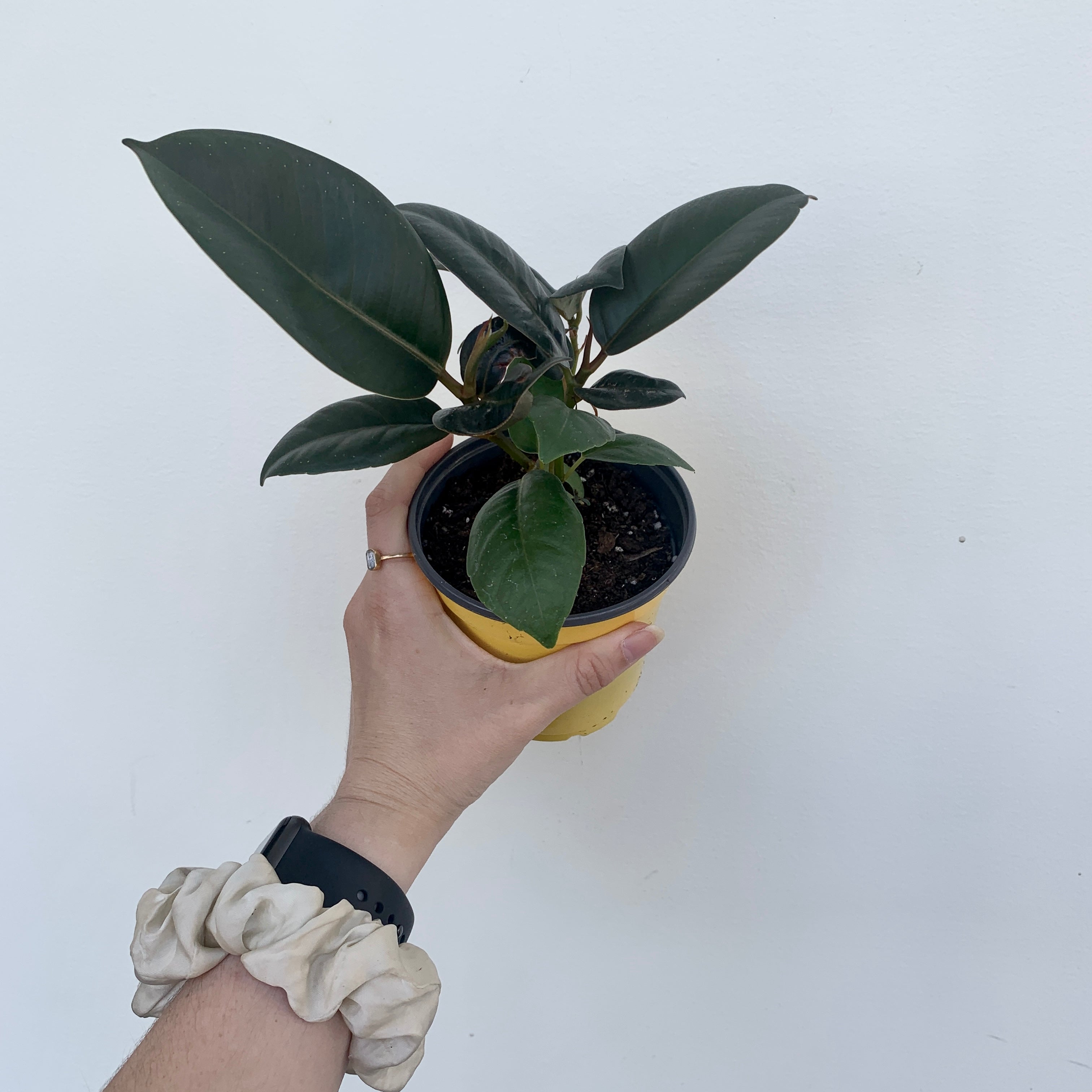 Rubber Fig 'Burgundy' (Ficus elastica)