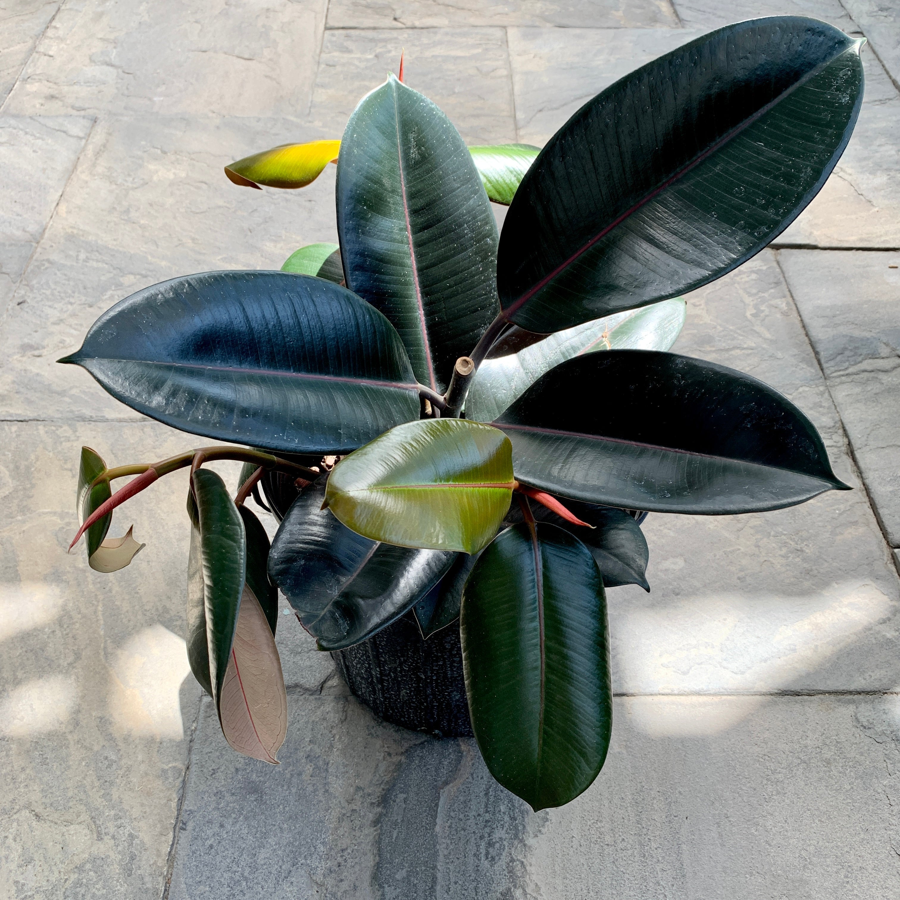 Rubber Fig 'Burgundy' (Ficus elastica)