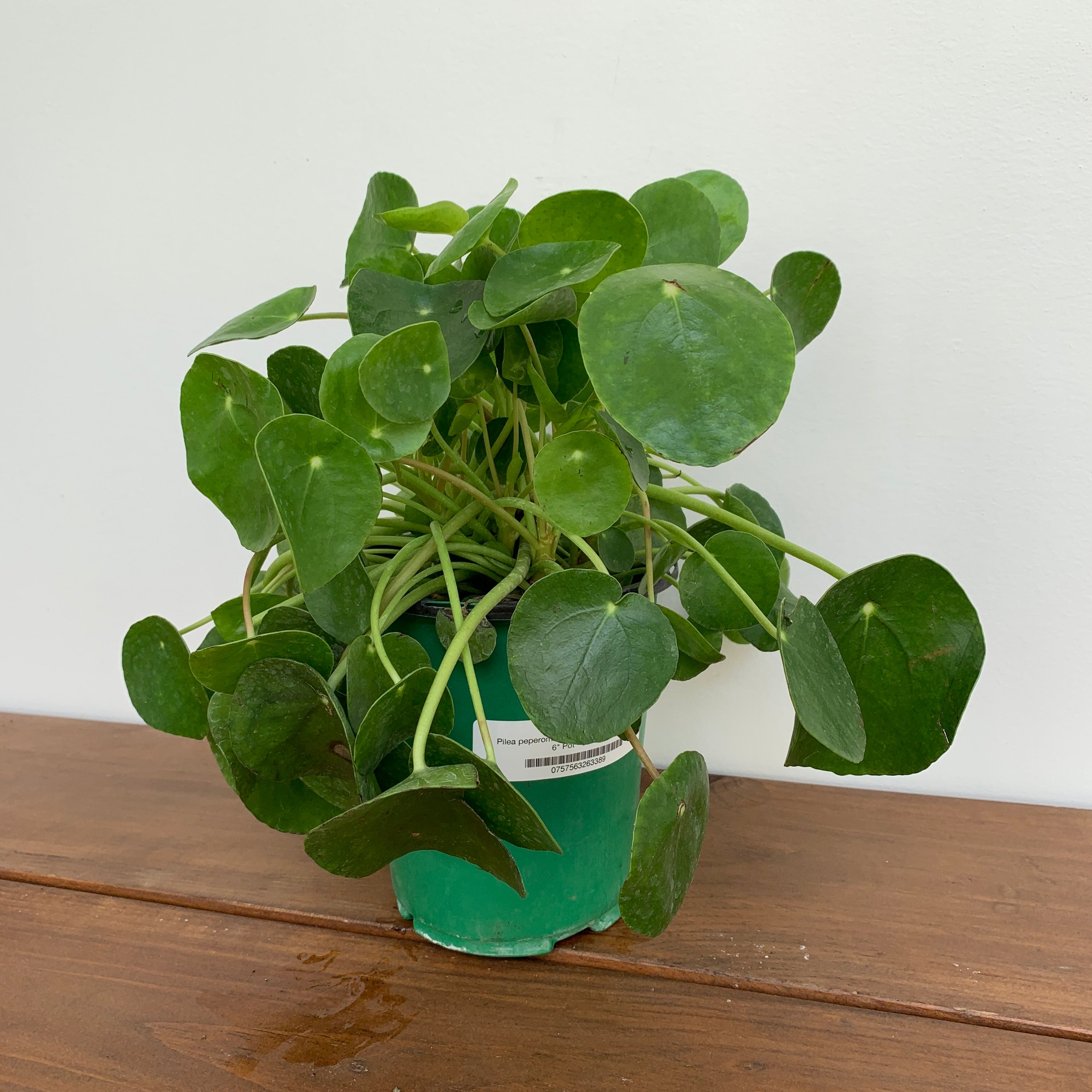 Chinese Money Plant (Pilea peperomioides)