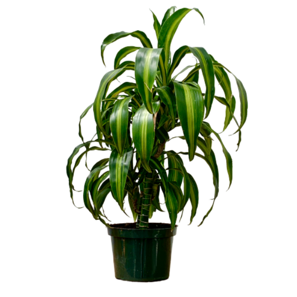 Corn Plant 'Hawaiian Sunshine' (Dracaena fragrans)