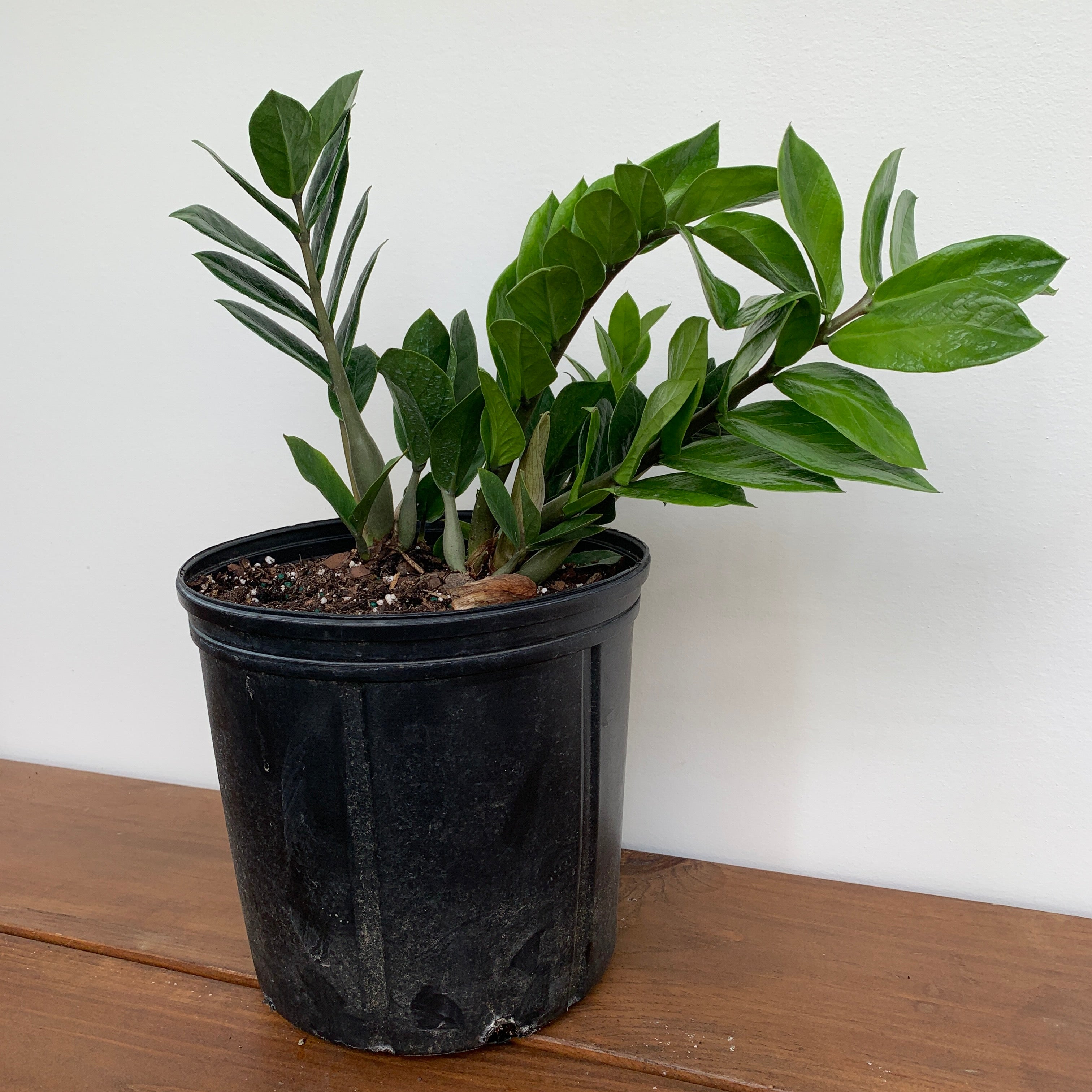 ZZ Plant (Zamioculcas zamiifolia)