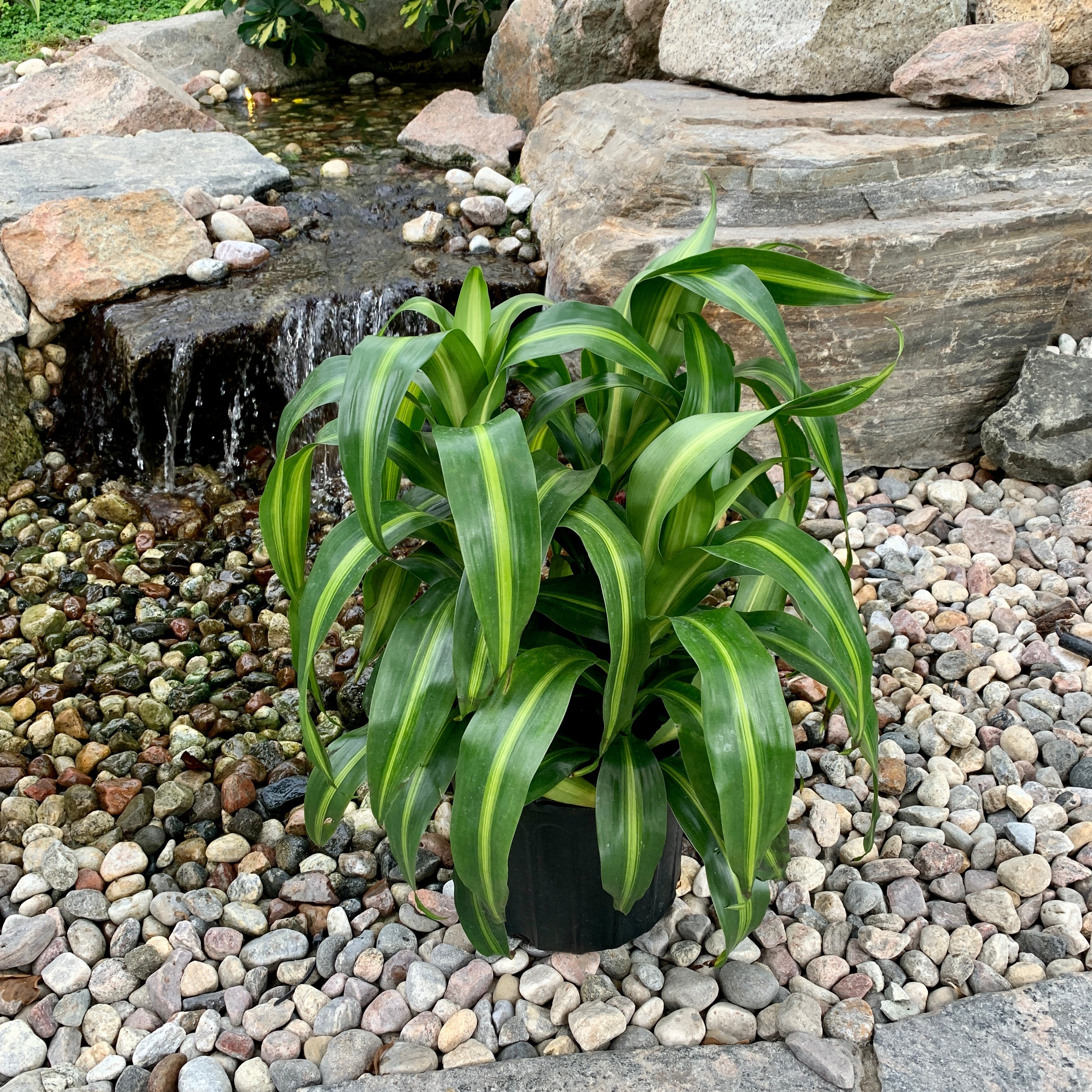 Corn Plant 'Hawaiian Sunshine' (Dracaena fragrans)