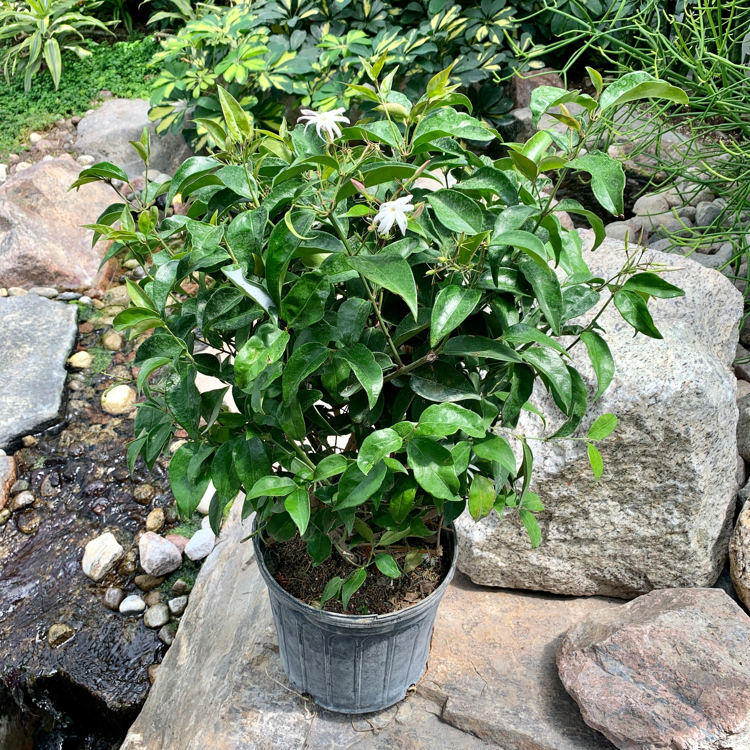 Star Jasmine (Trachelospermum Jasminoides)