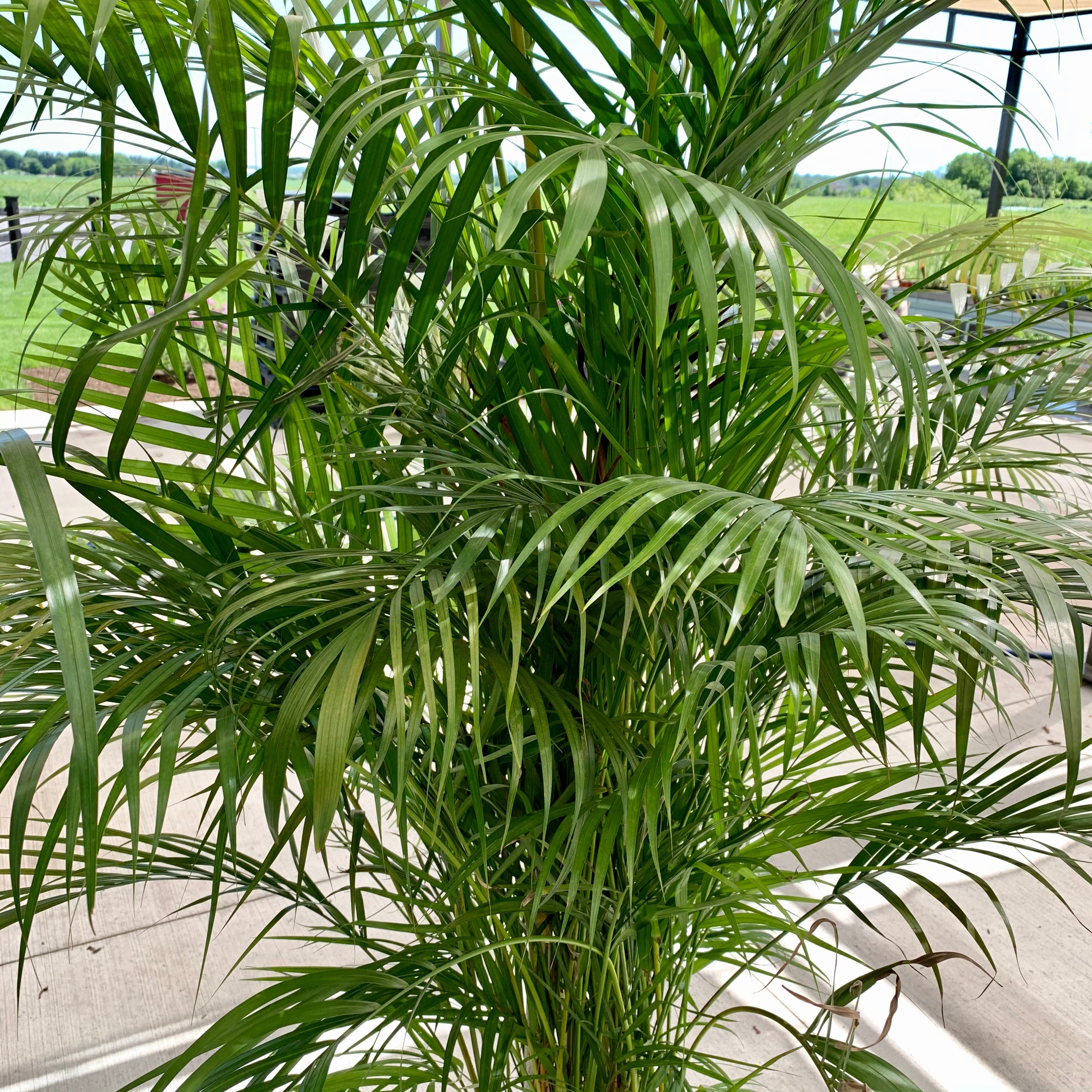 Areca Palm (Dypsis lutescens)