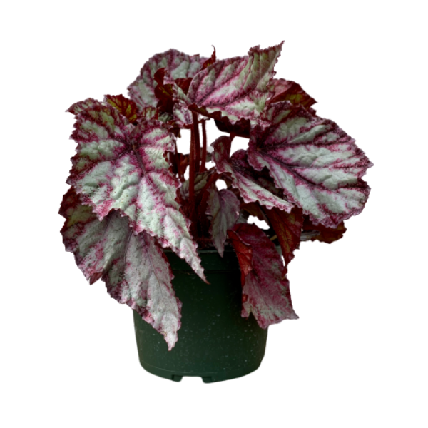 Begonia Rex (Begonia rex cultorum)