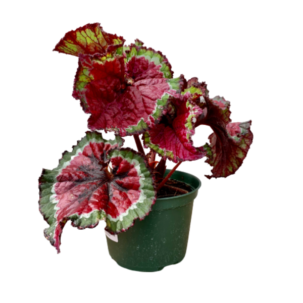 Begonia Rex (Begonia rex cultorum)