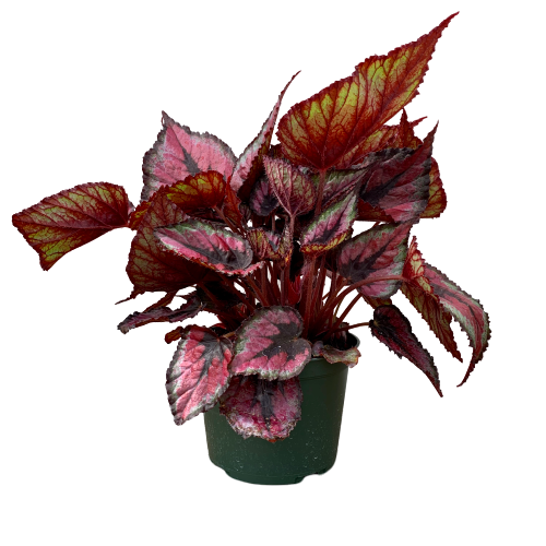 Begonia Rex (Begonia rex cultorum)