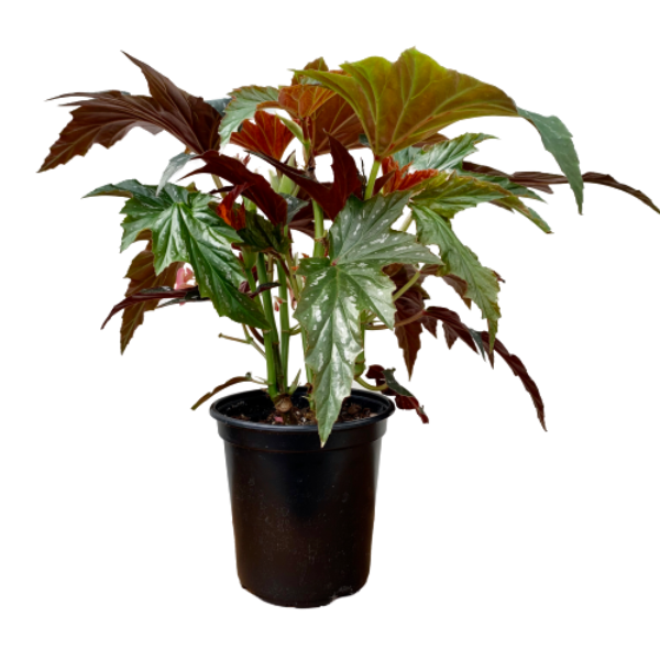 Begonia Rex (Begonia rex cultorum)