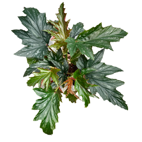 Begonia Rex (Begonia rex cultorum)