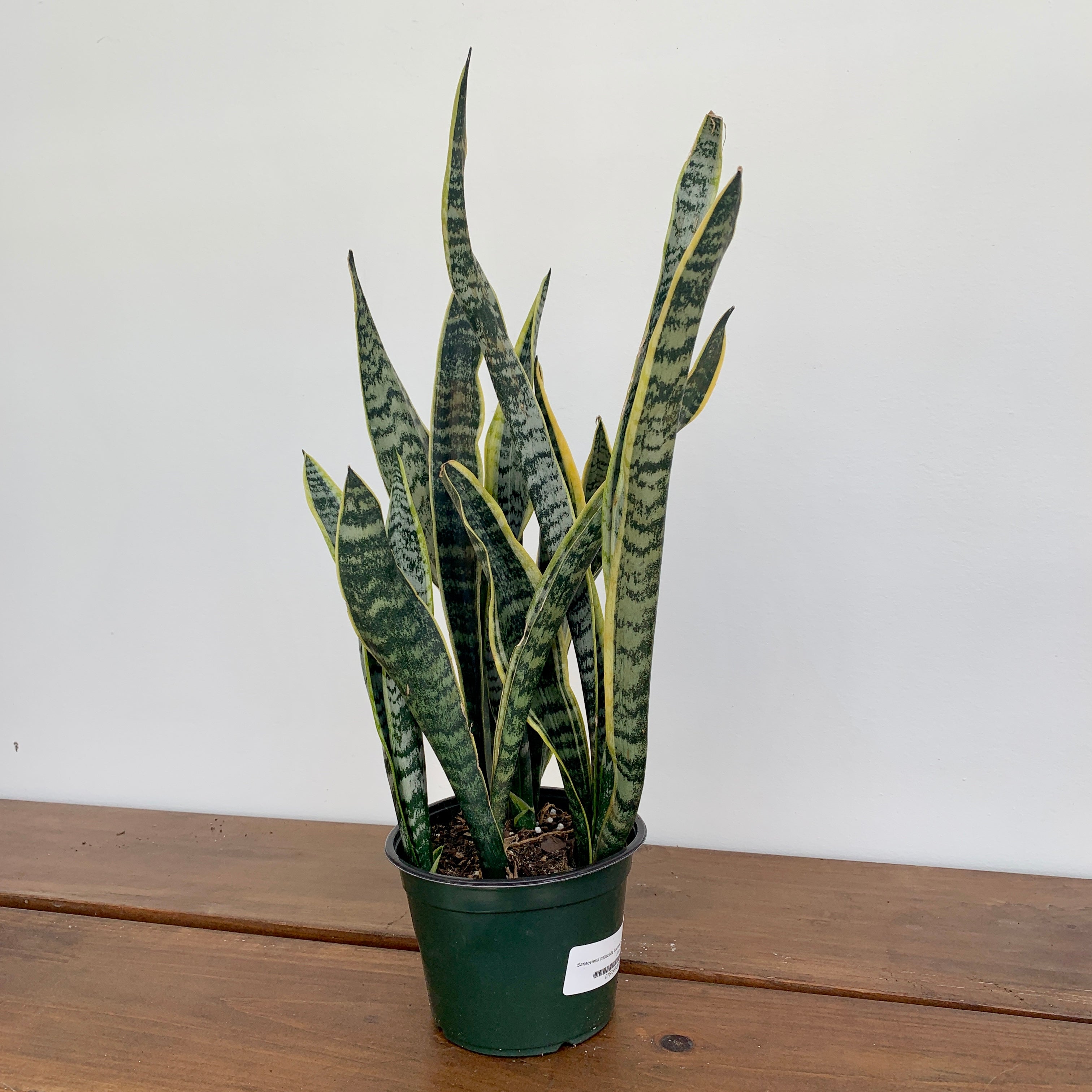 Snake Plant 'Laurentii' (Dracaena trifasciata)