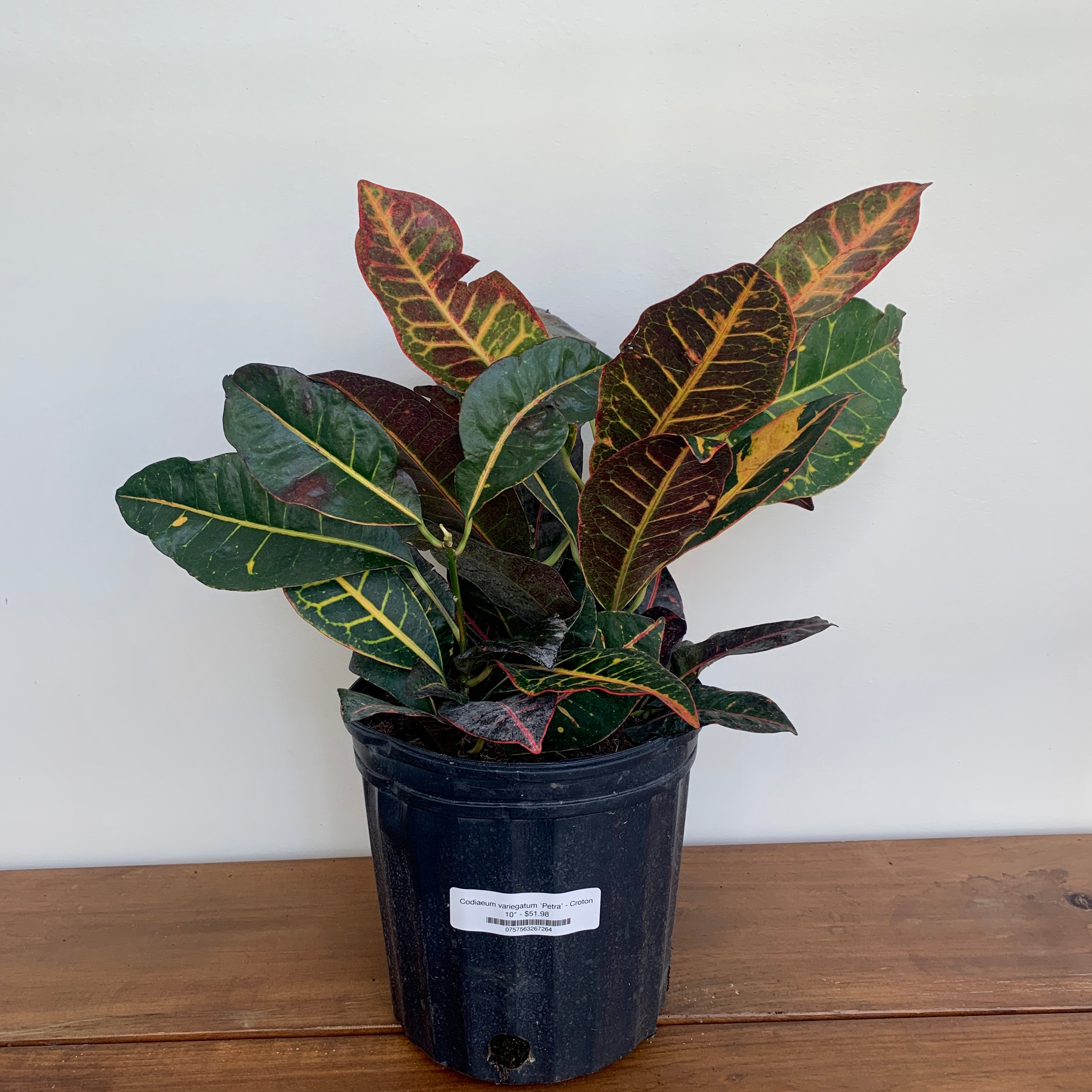 Croton 'Petra' (Codiaeum variegatum)