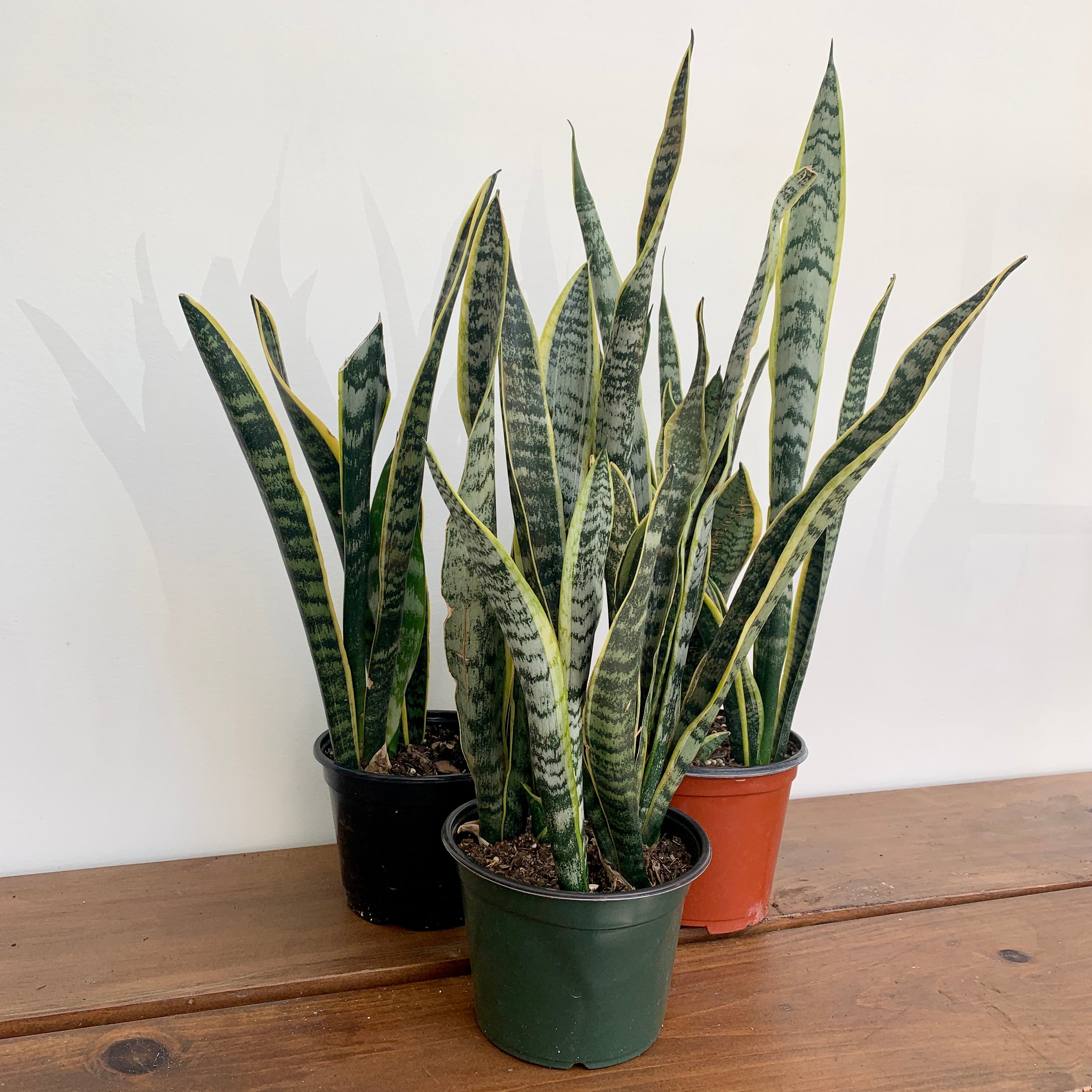 Snake Plant 'Laurentii' (Dracaena trifasciata)