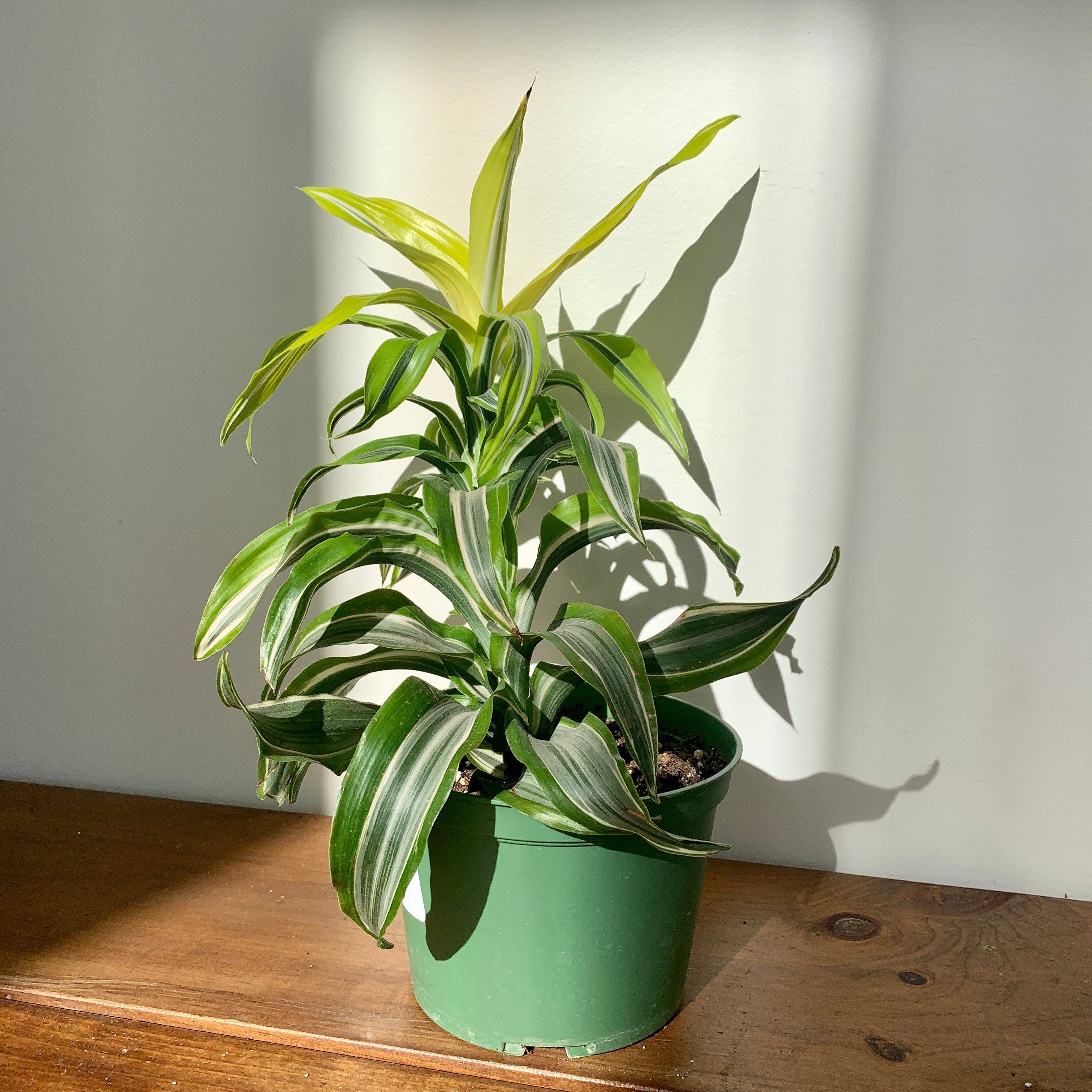 Dragon Tree 'Warneckii Lemon-Lime' (Dracaena fragrans)