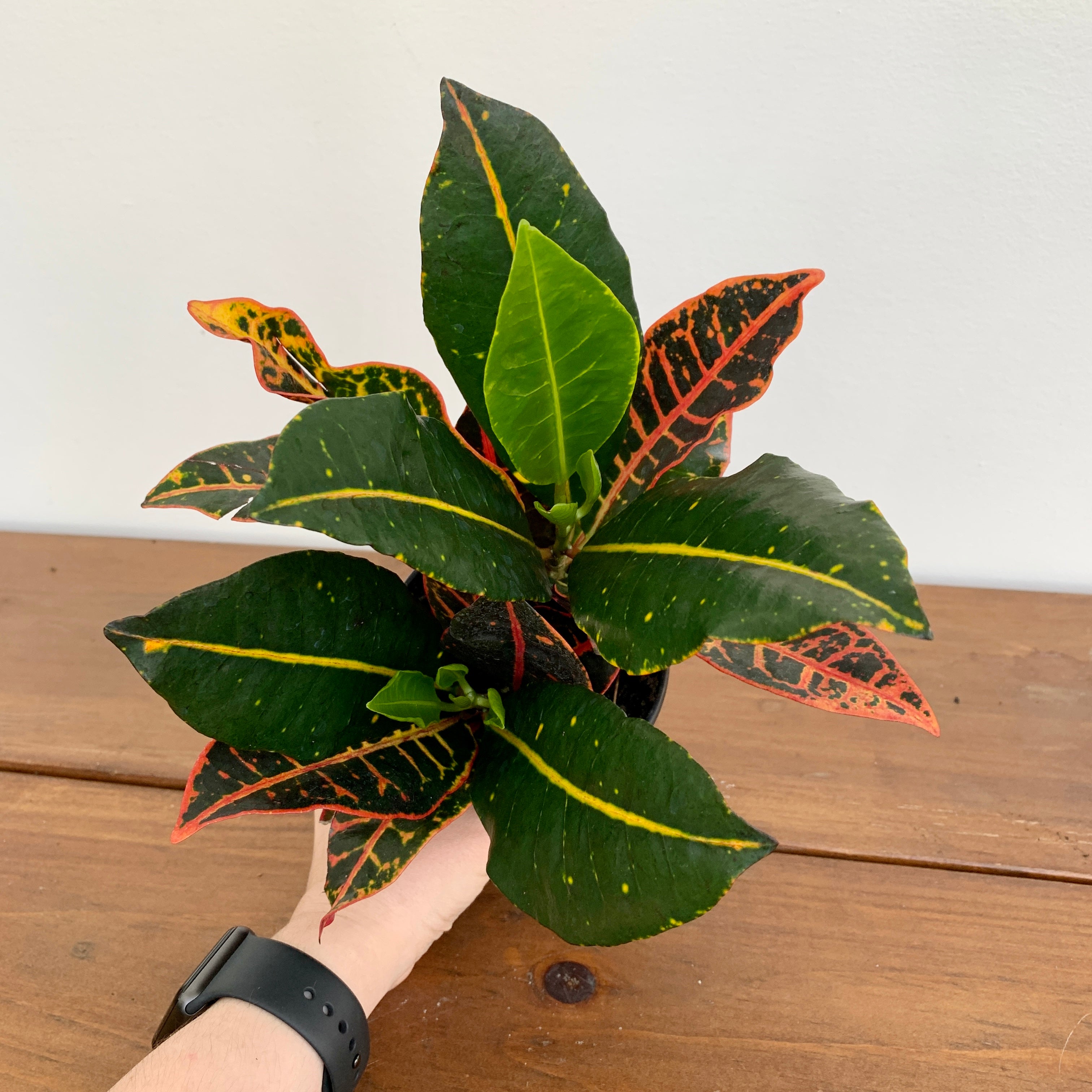 Croton 'Petra' (Codiaeum variegatum)