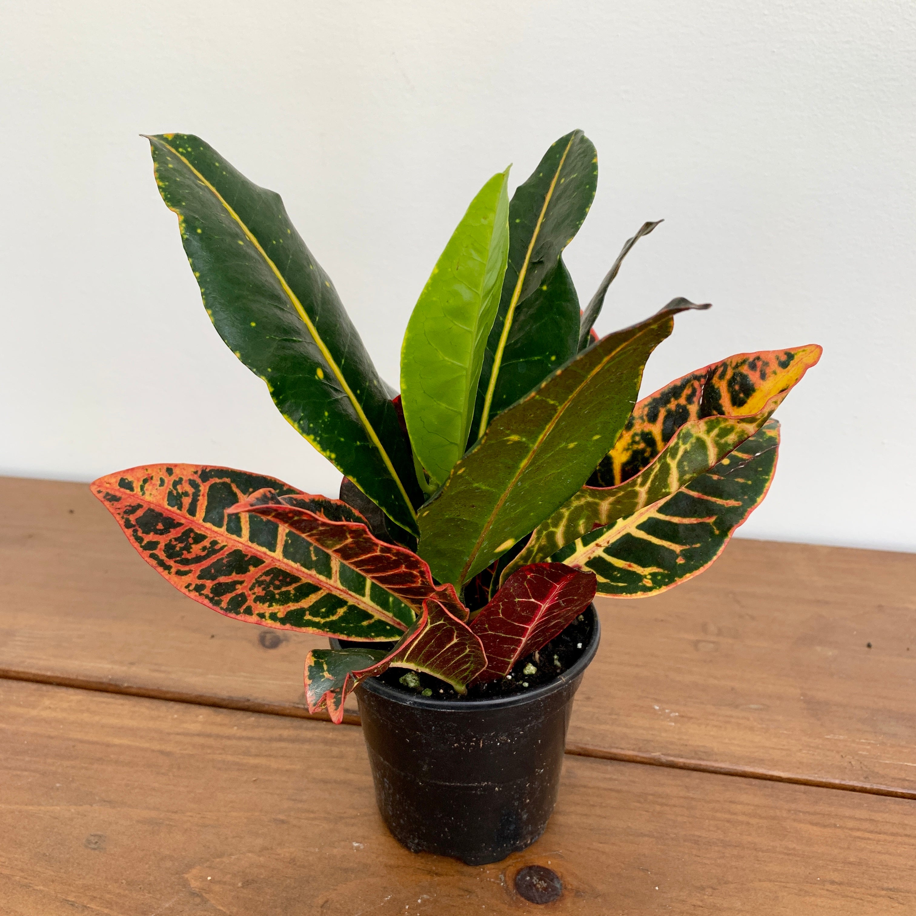 Croton 'Petra' (Codiaeum variegatum)