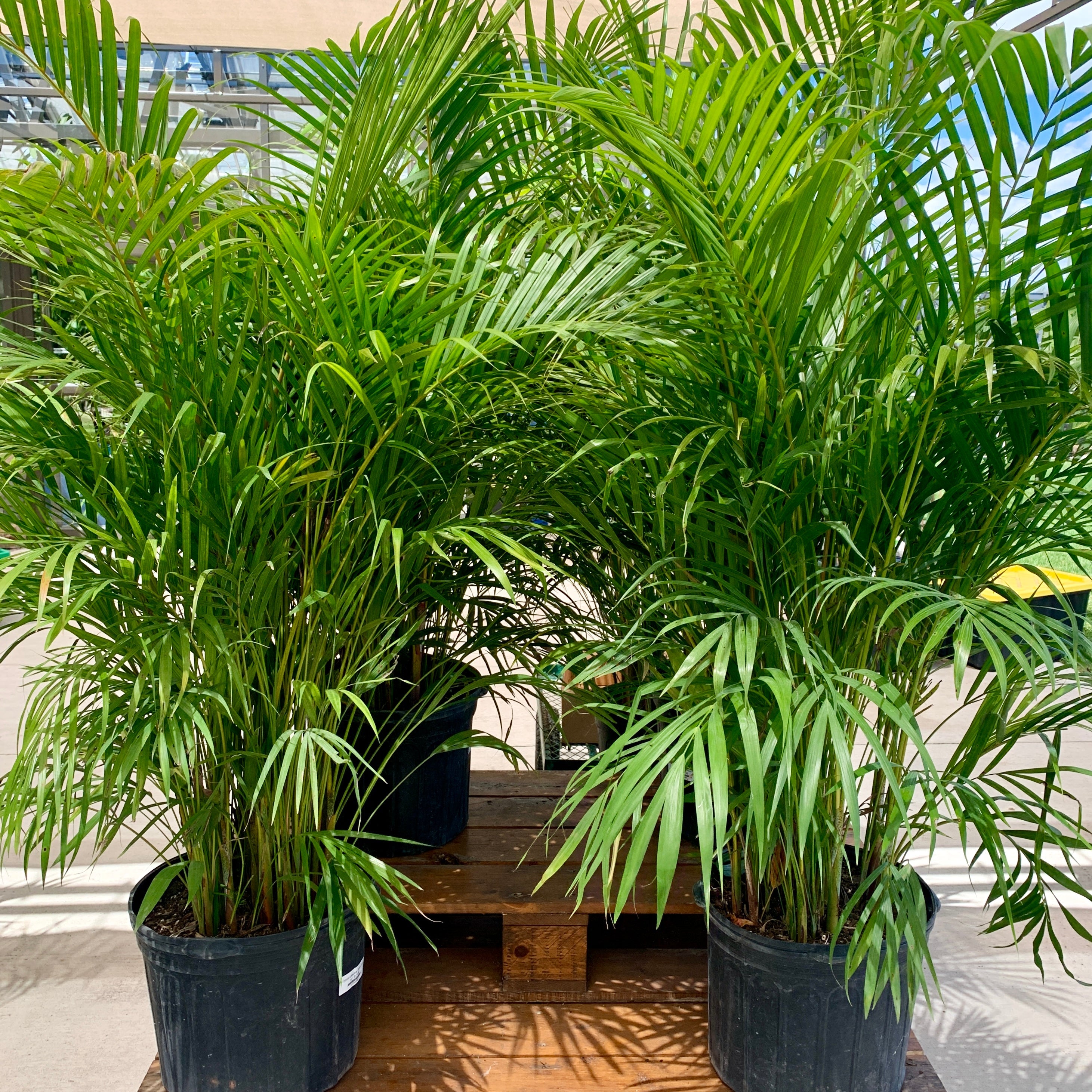 Areca Palm (Dypsis lutescens)