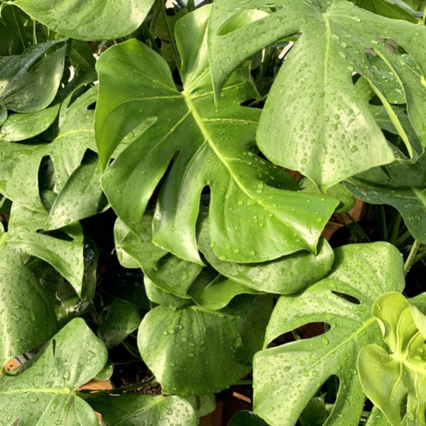 Monstera (Monstera deliciosa)