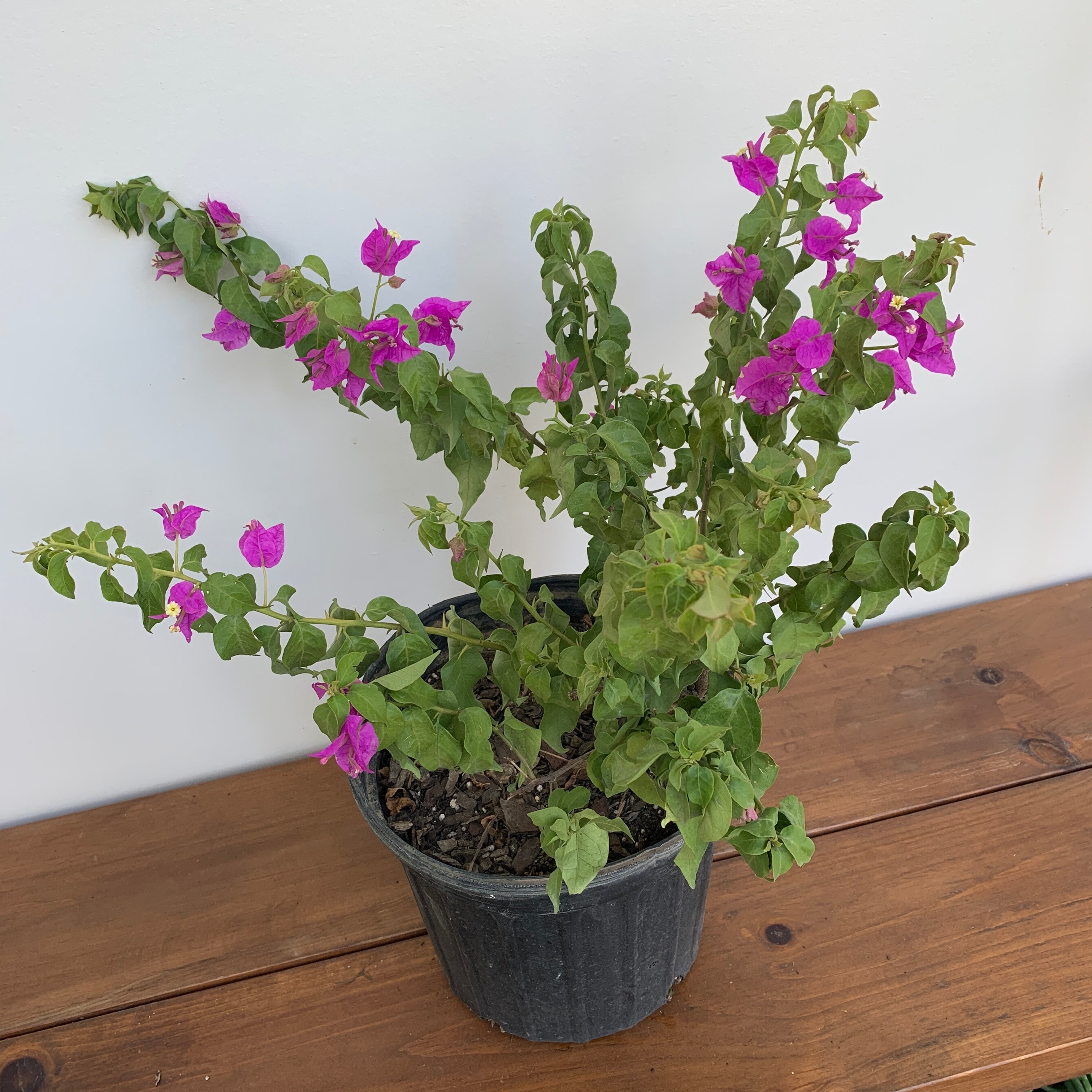 Paper Flower (Magenta) (Bougainvillea sp.)