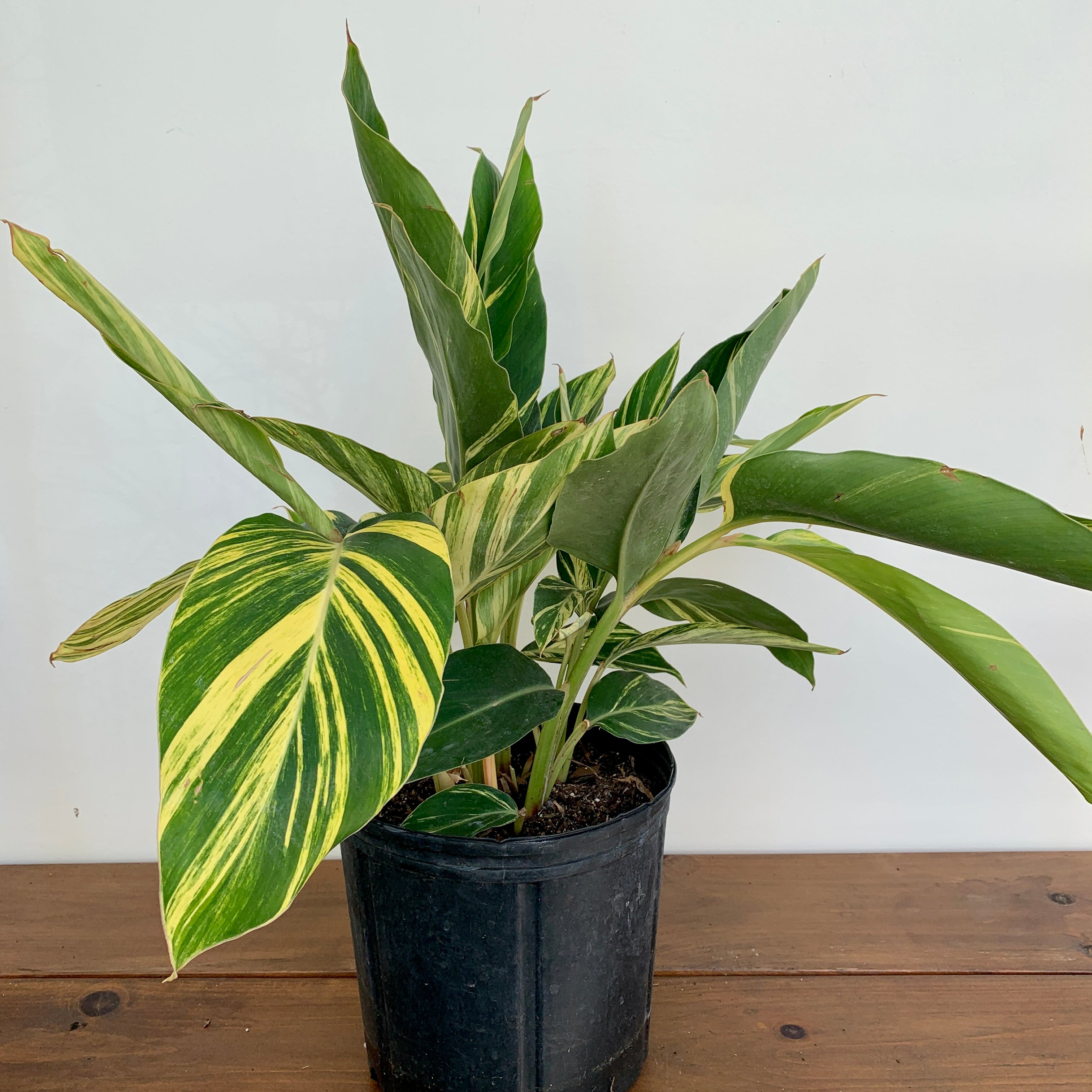 Variegated Shell Ginger (Alpinia zerumbet 'variegata')