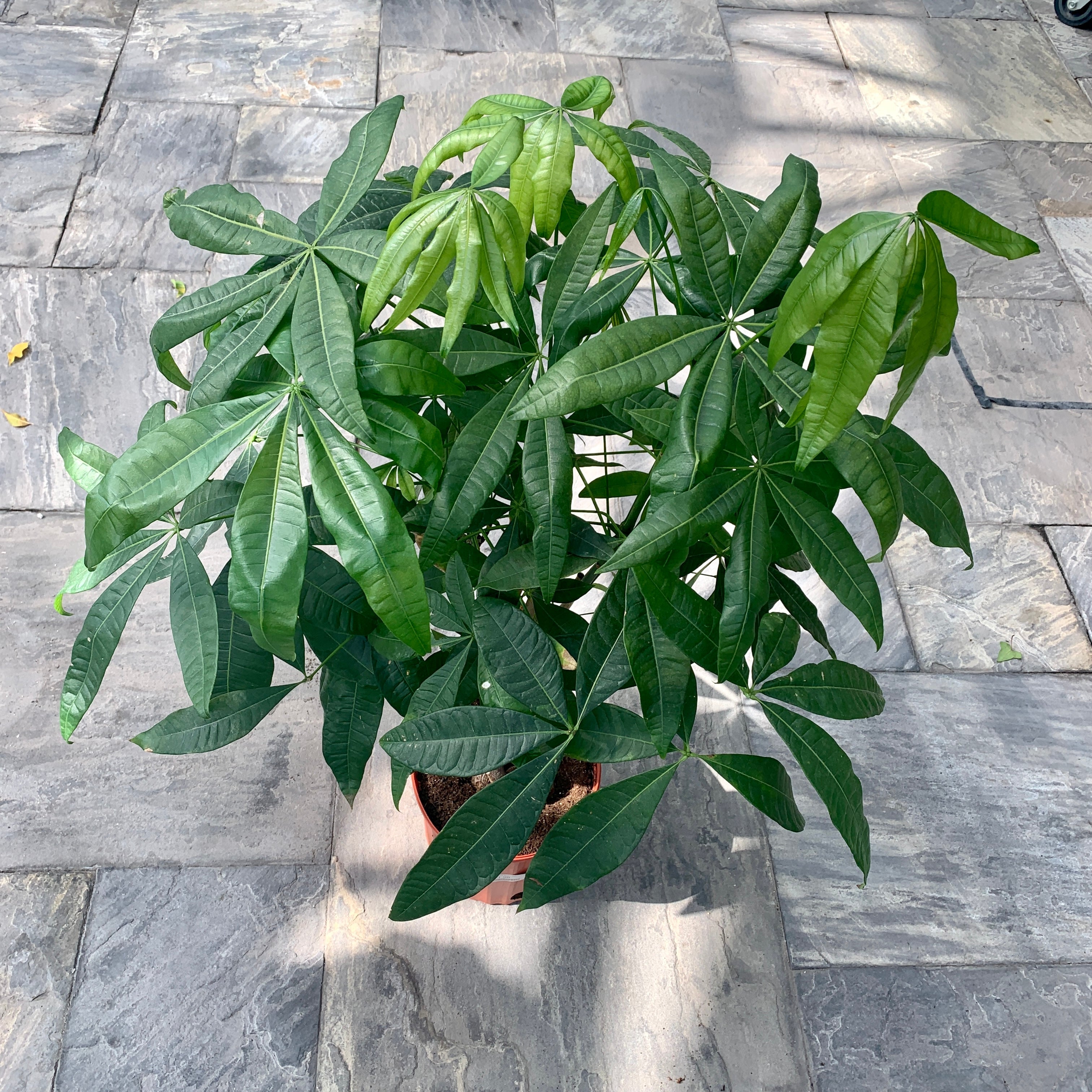 Braided Money Tree (Pachira aquatica)