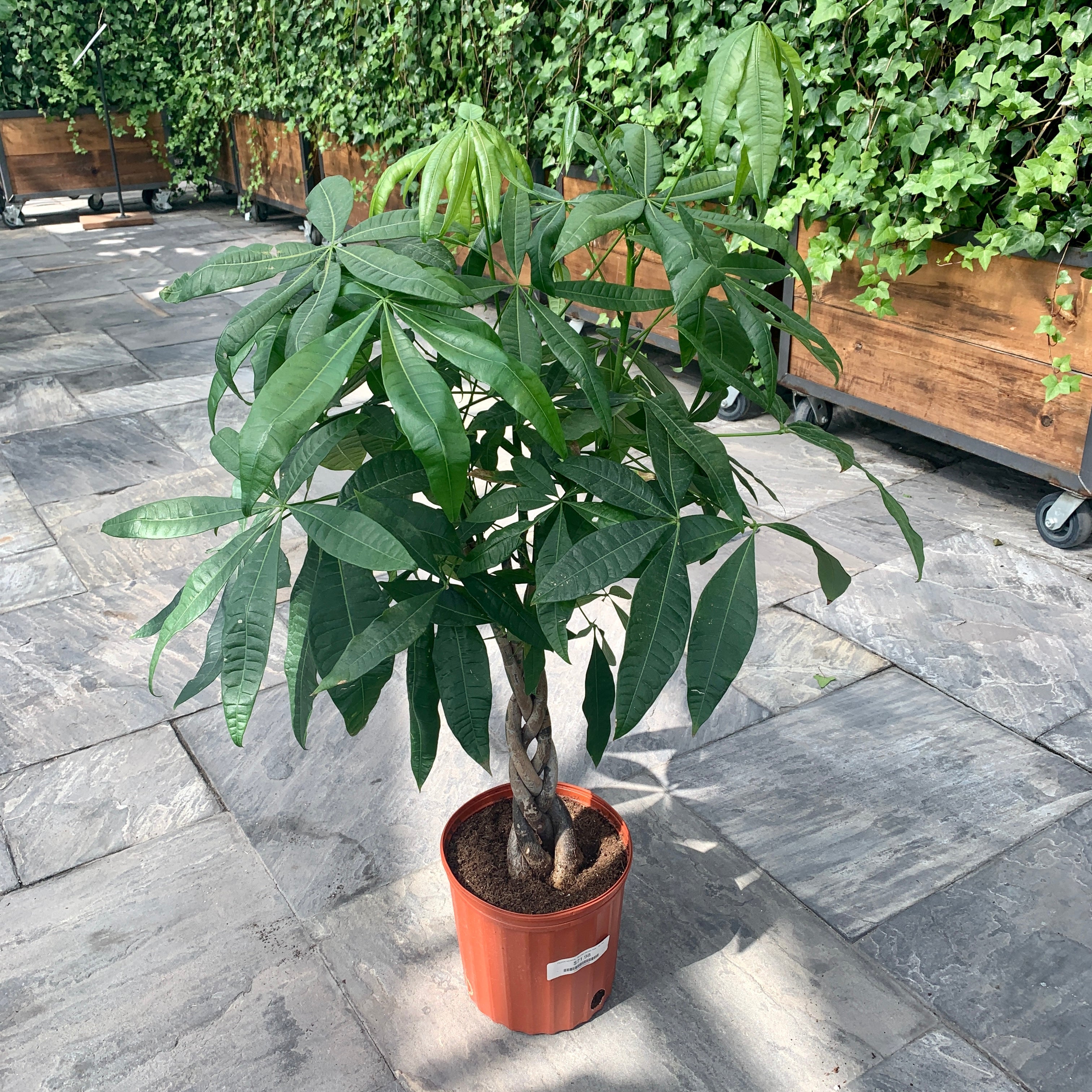 Braided Money Tree (Pachira aquatica)