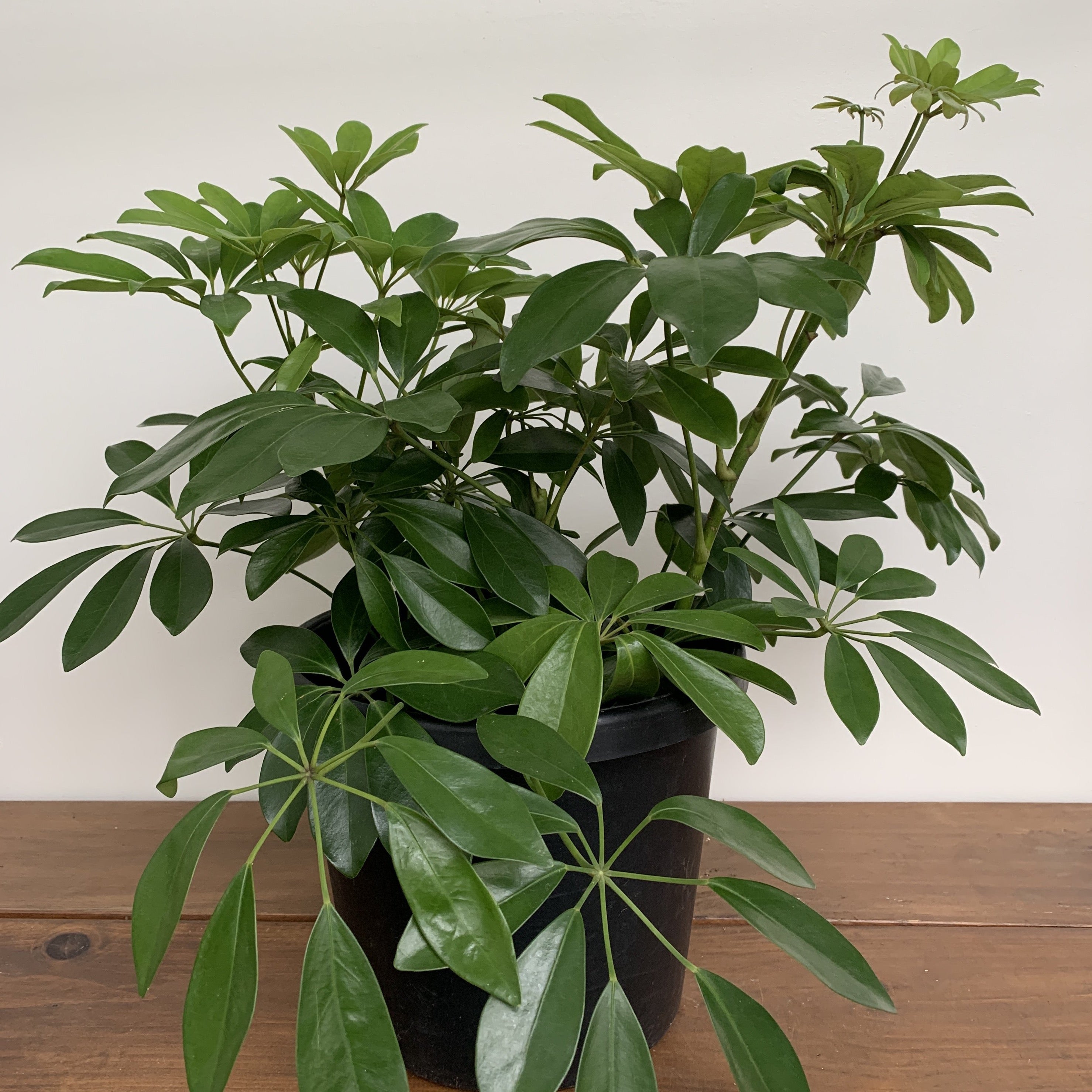 Umbrella Tree (Schefflera arboricola)