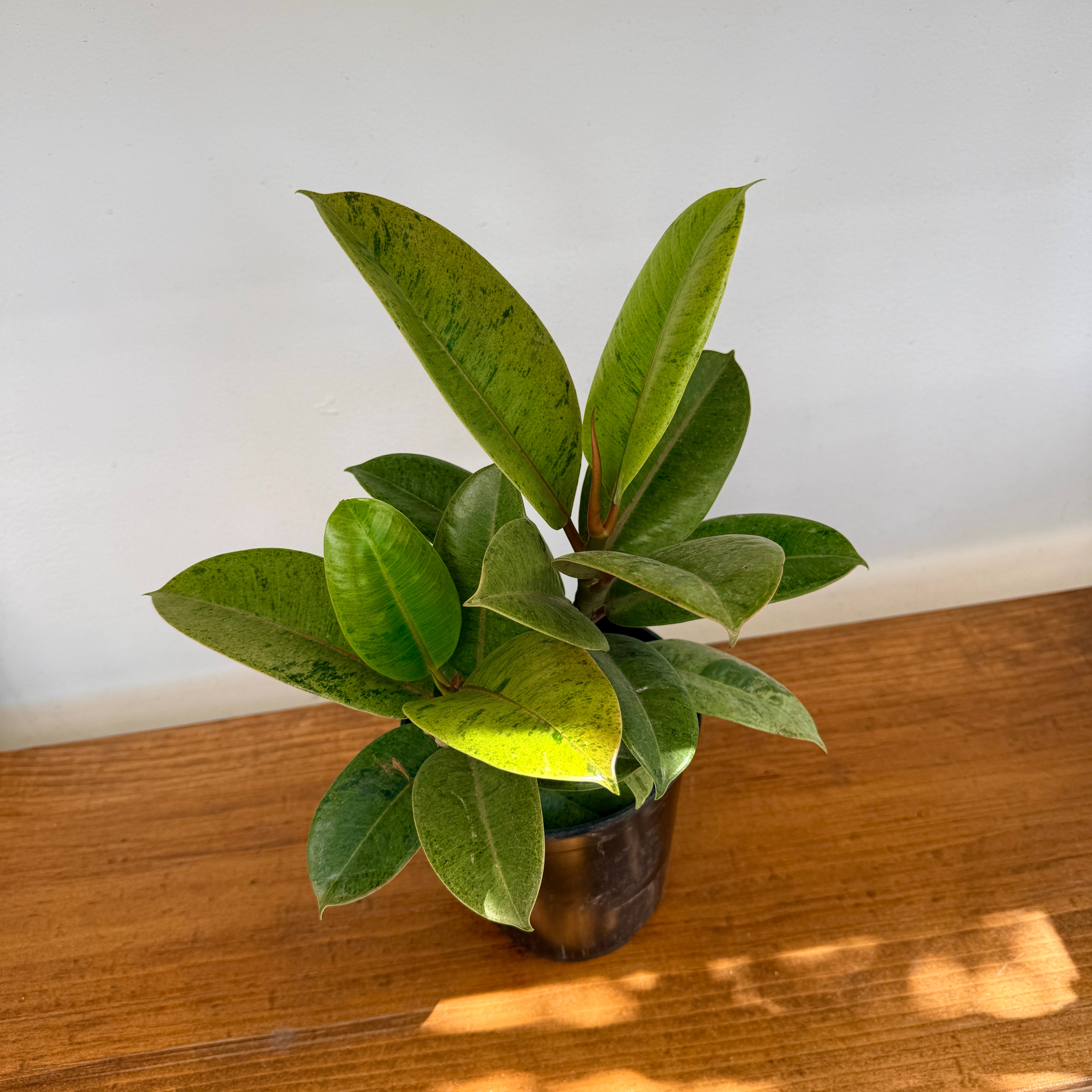 Ficus Moonshine (Ficus elastica 'Shriveana') - 6" Pot