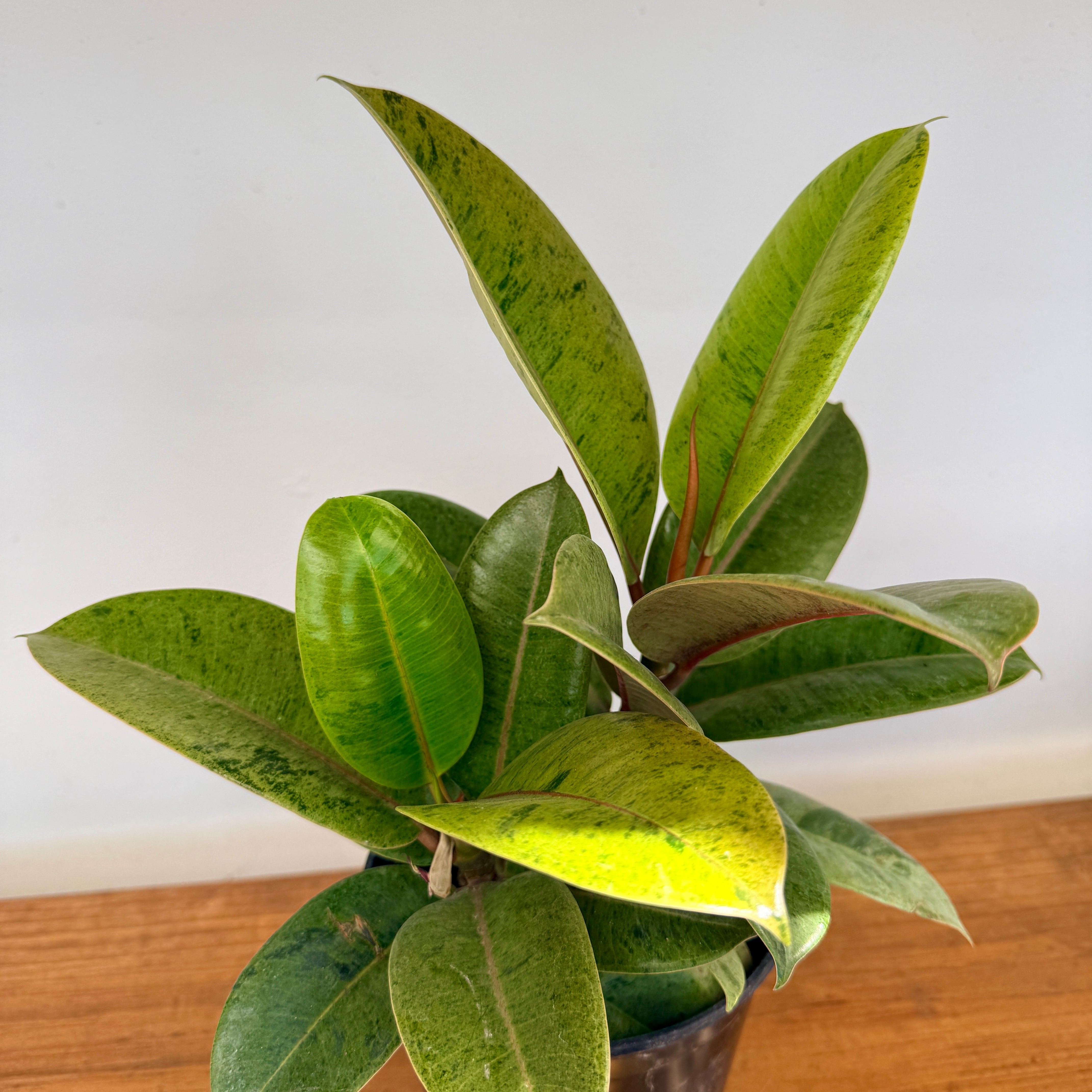 Ficus Moonshine (Ficus elastica 'Shriveana') - 6" Pot