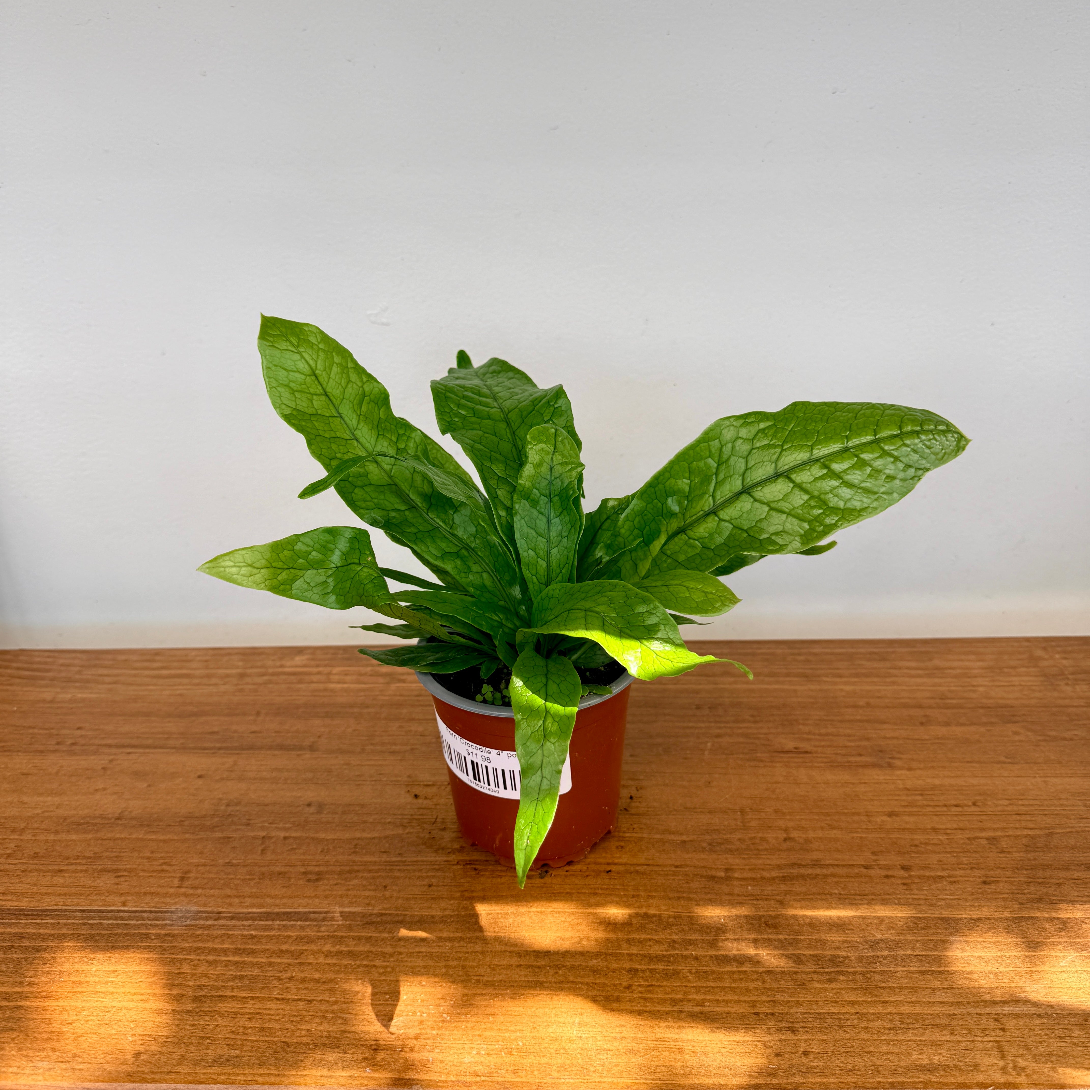 Crocodile Fern (Microsorum musifolium) - 4" Pot