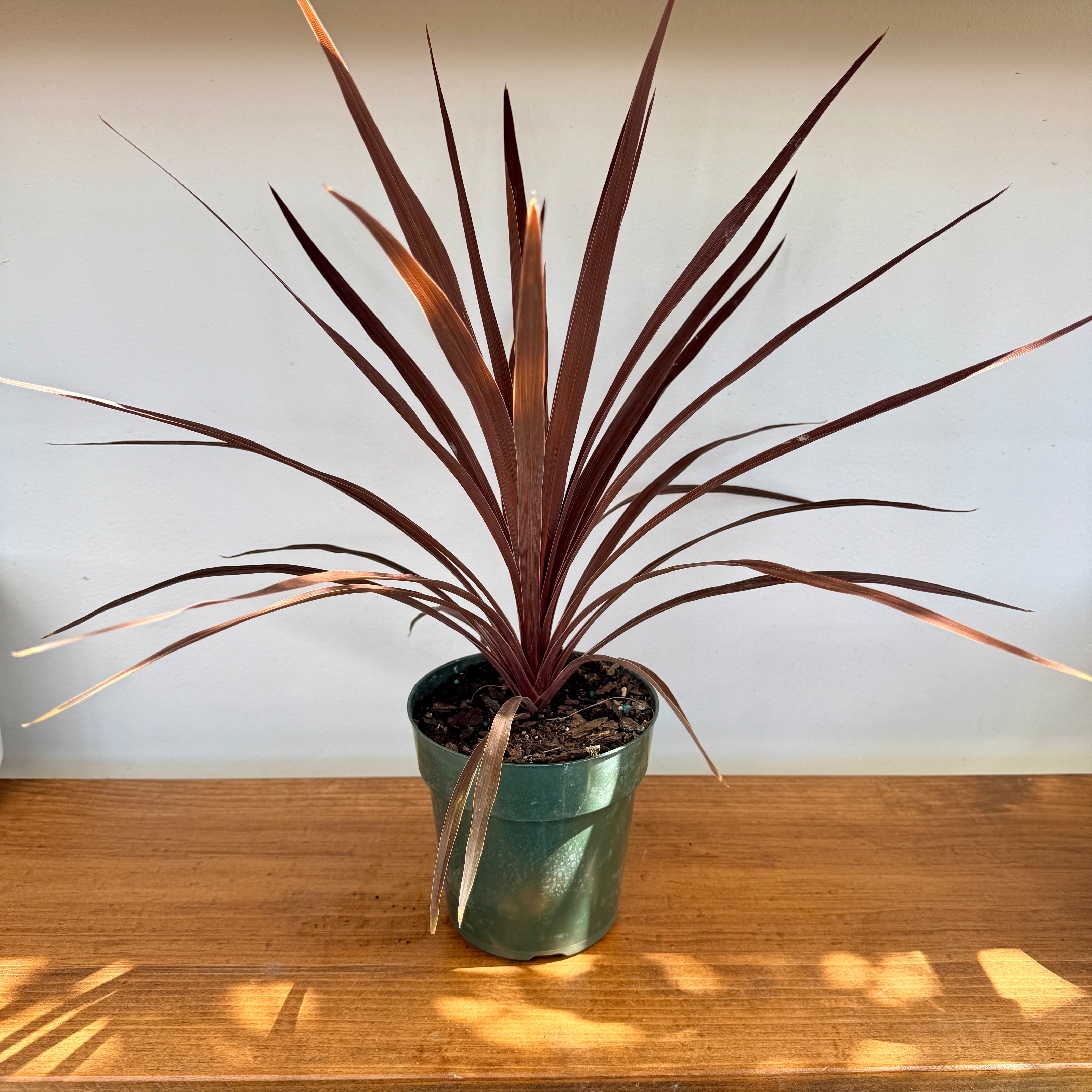 Cordyline 'Red Star' (Cordyline fruticosa 'Red Star') - 6" Pot