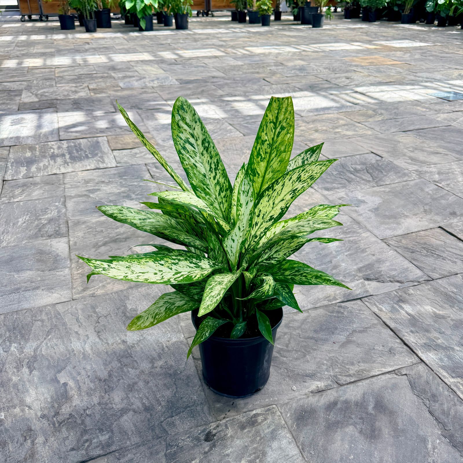 Dumb Cane 'Vesuvius' (Dieffenbachia maculata 'Vesuvius') - 10" Pot
