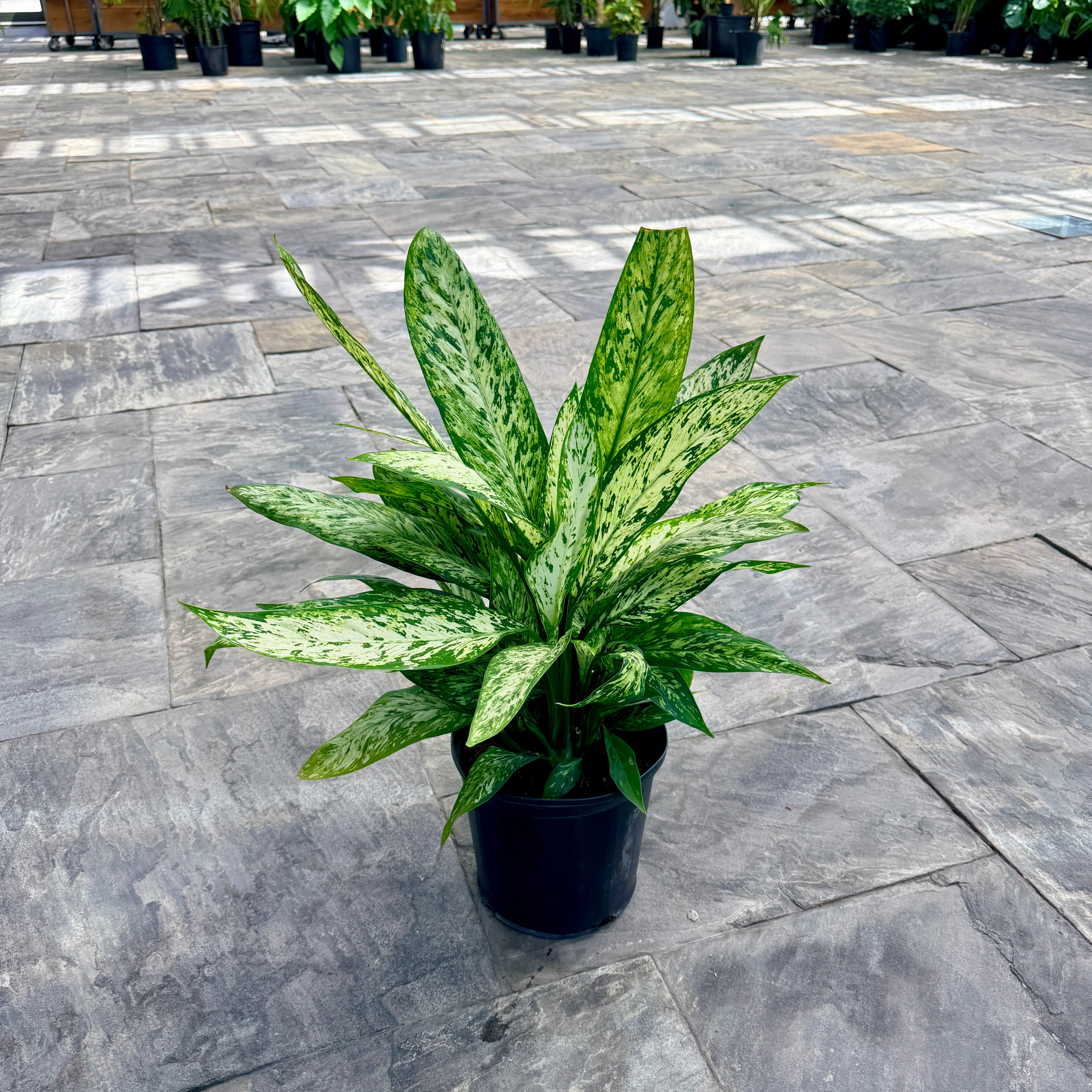 Dumb Cane 'Vesuvius' (Dieffenbachia maculata 'Vesuvius') - 10" Pot