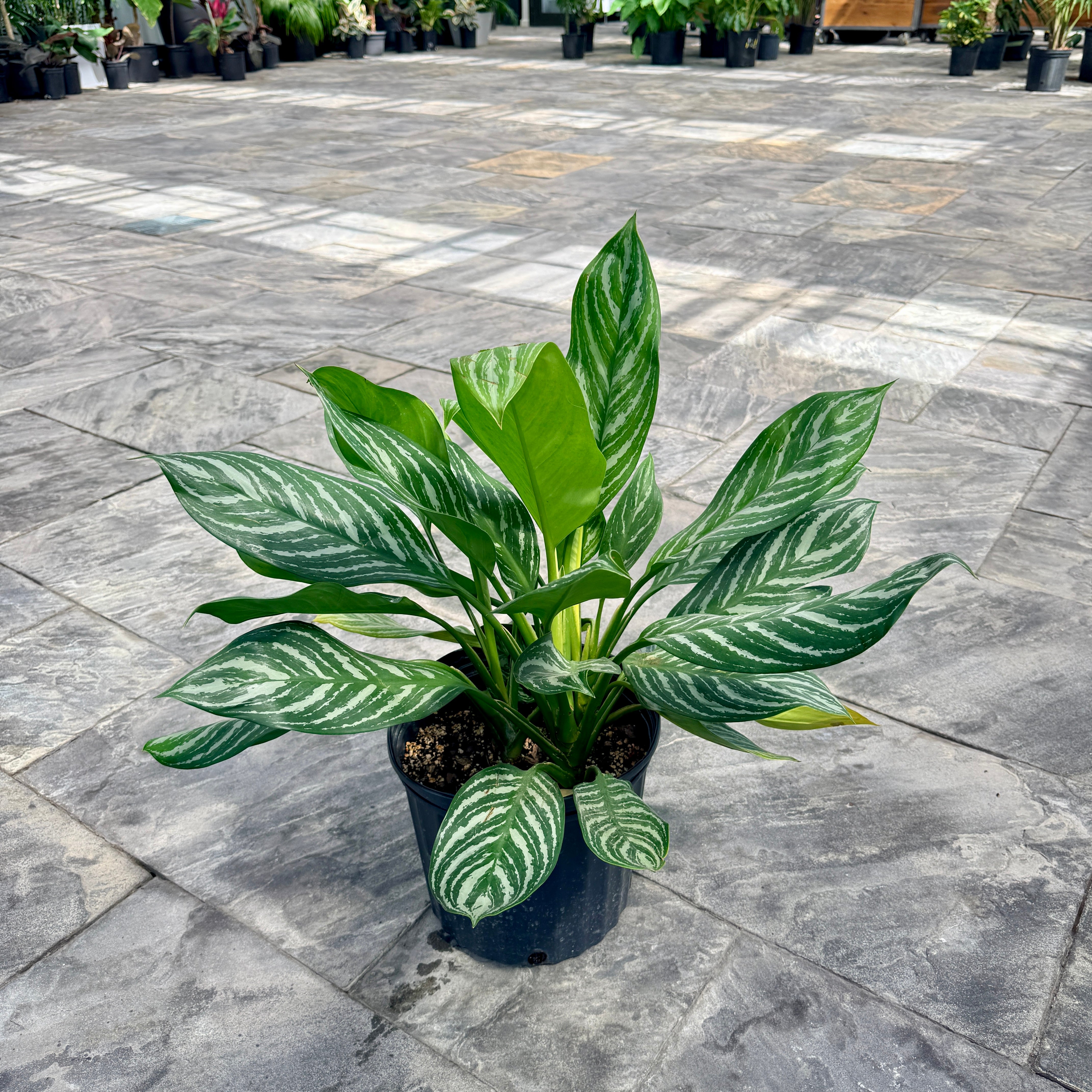 Chinese Evergreen 'Moonlight Bay' (Aglaonema commutatum 'Moonlight Bay') - 10" Pot