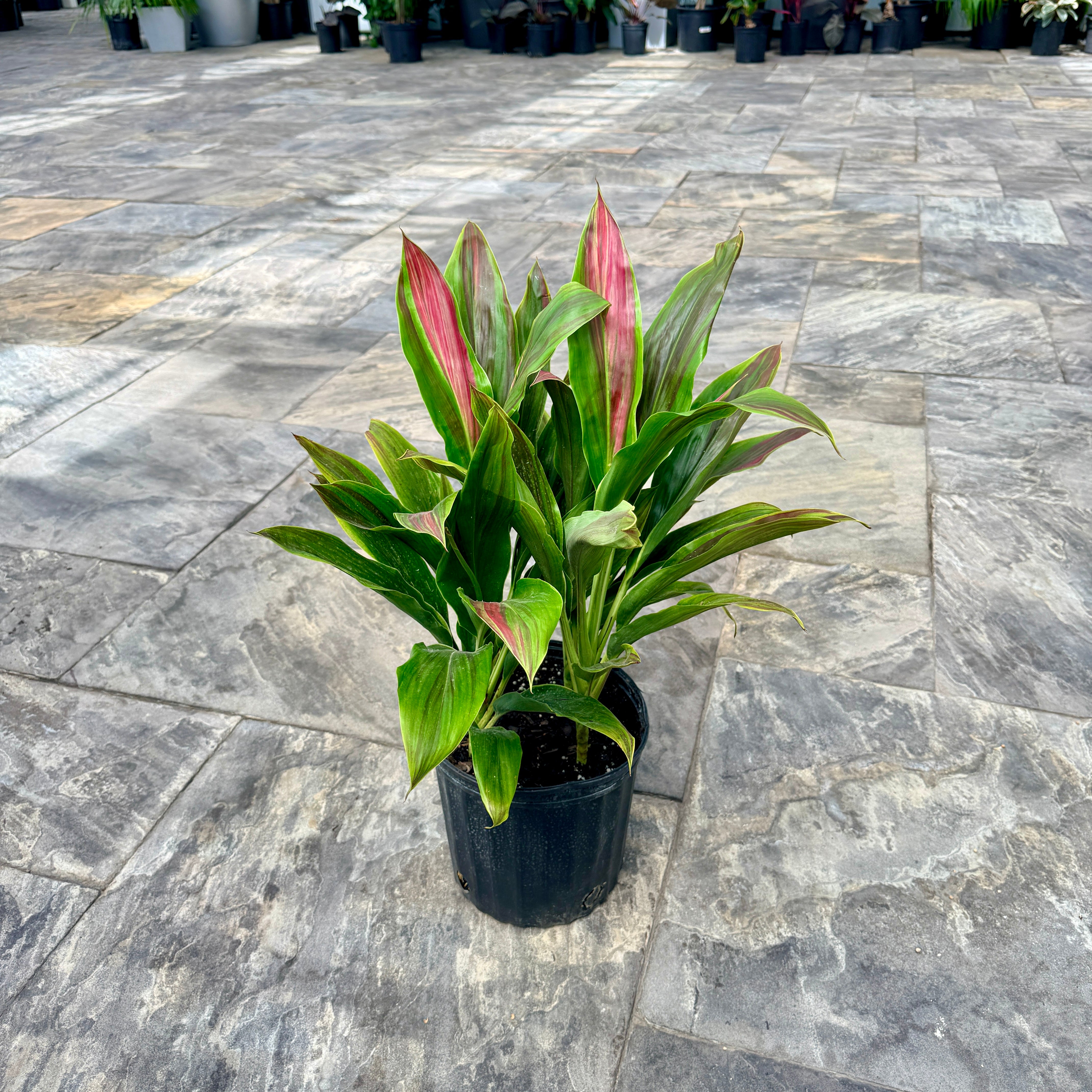 Cordyline 'Sherbert' (Cordyline fruiticosa 'Sherbert') - 10" Pot