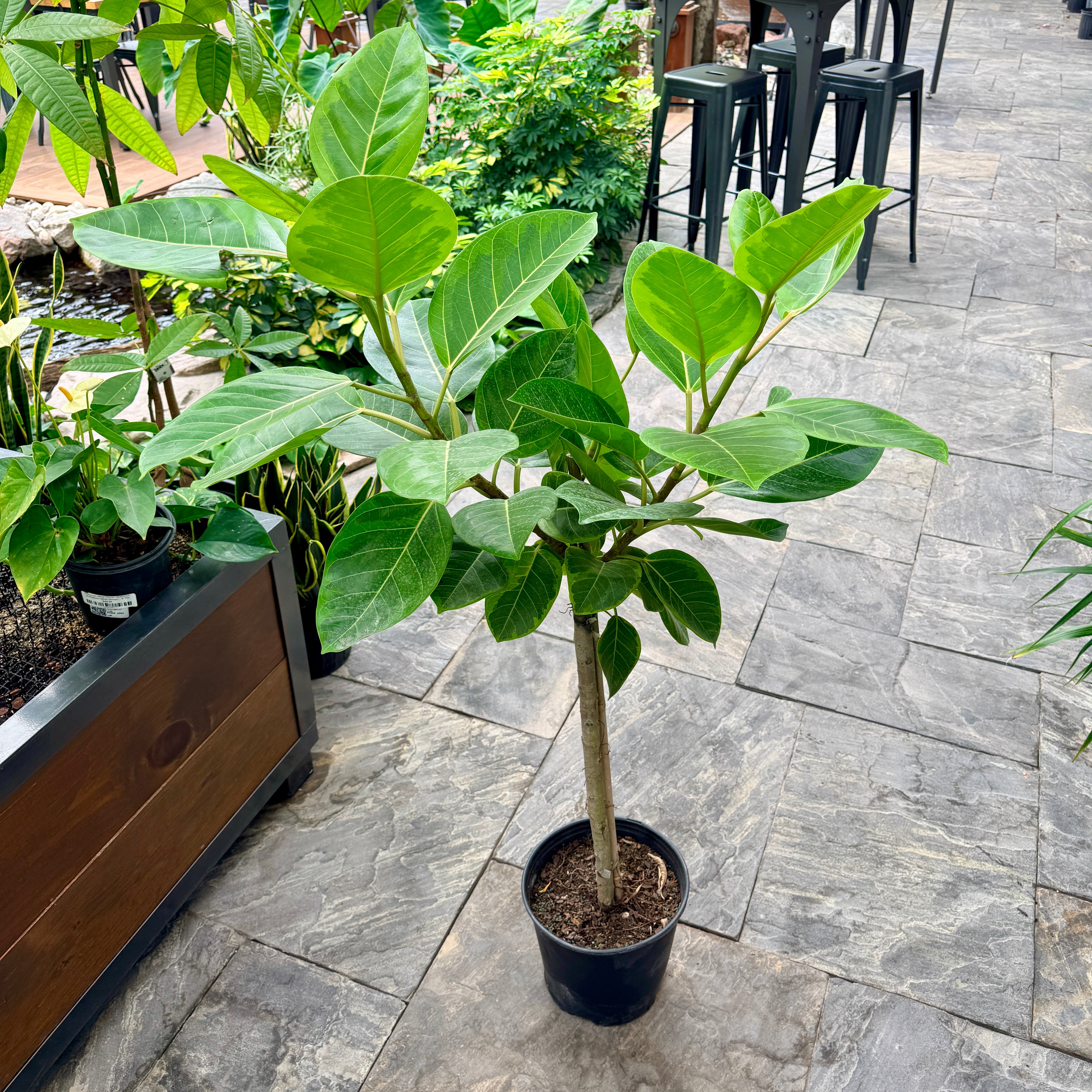 Golden Rubber Plant 'Yellow Gem' (Ficus altissima 'Yellow Gem') - 10" Pot - Standard