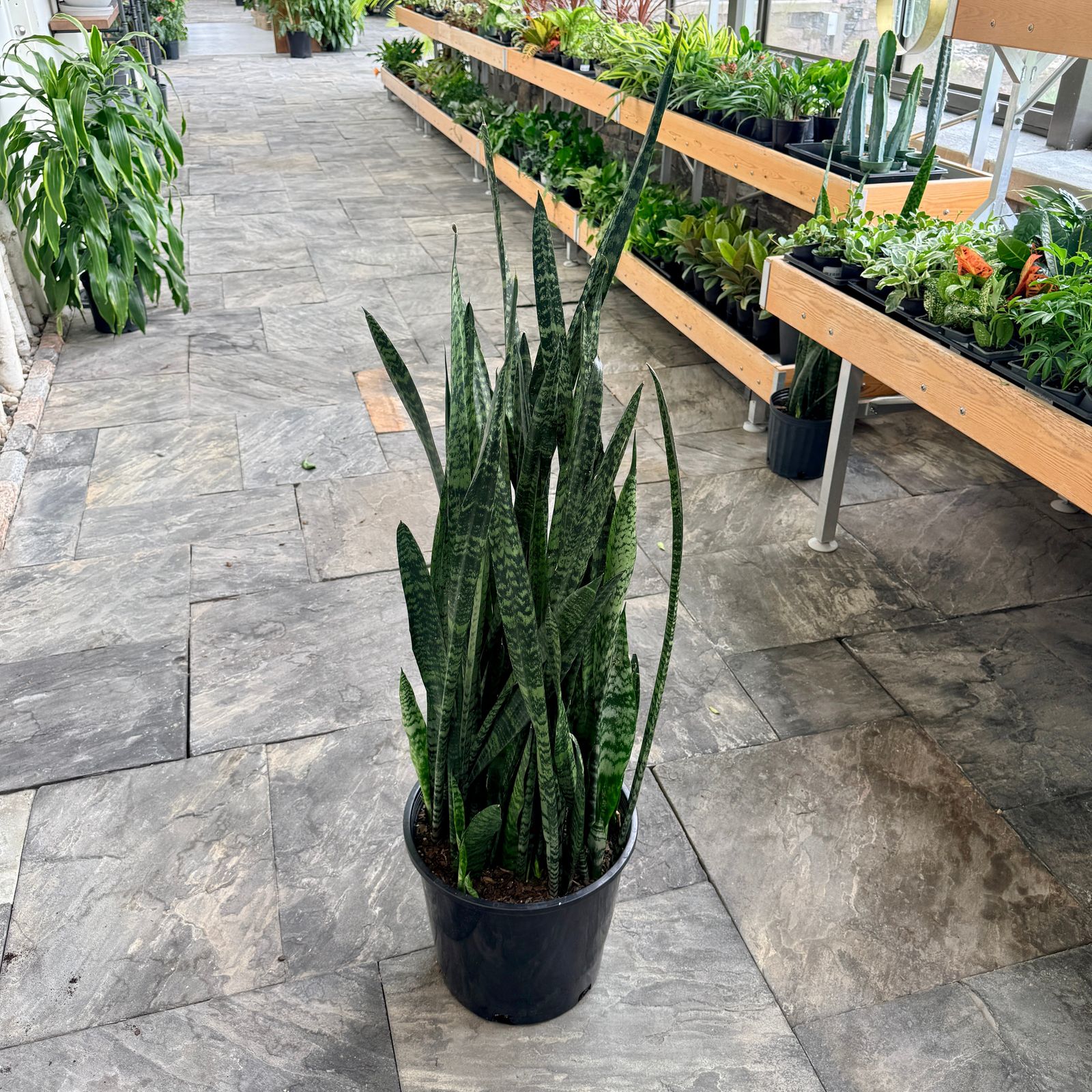 Snake Plant 'Wintergreen' (Sansevieria 'Wintergreen') - 14" Pot