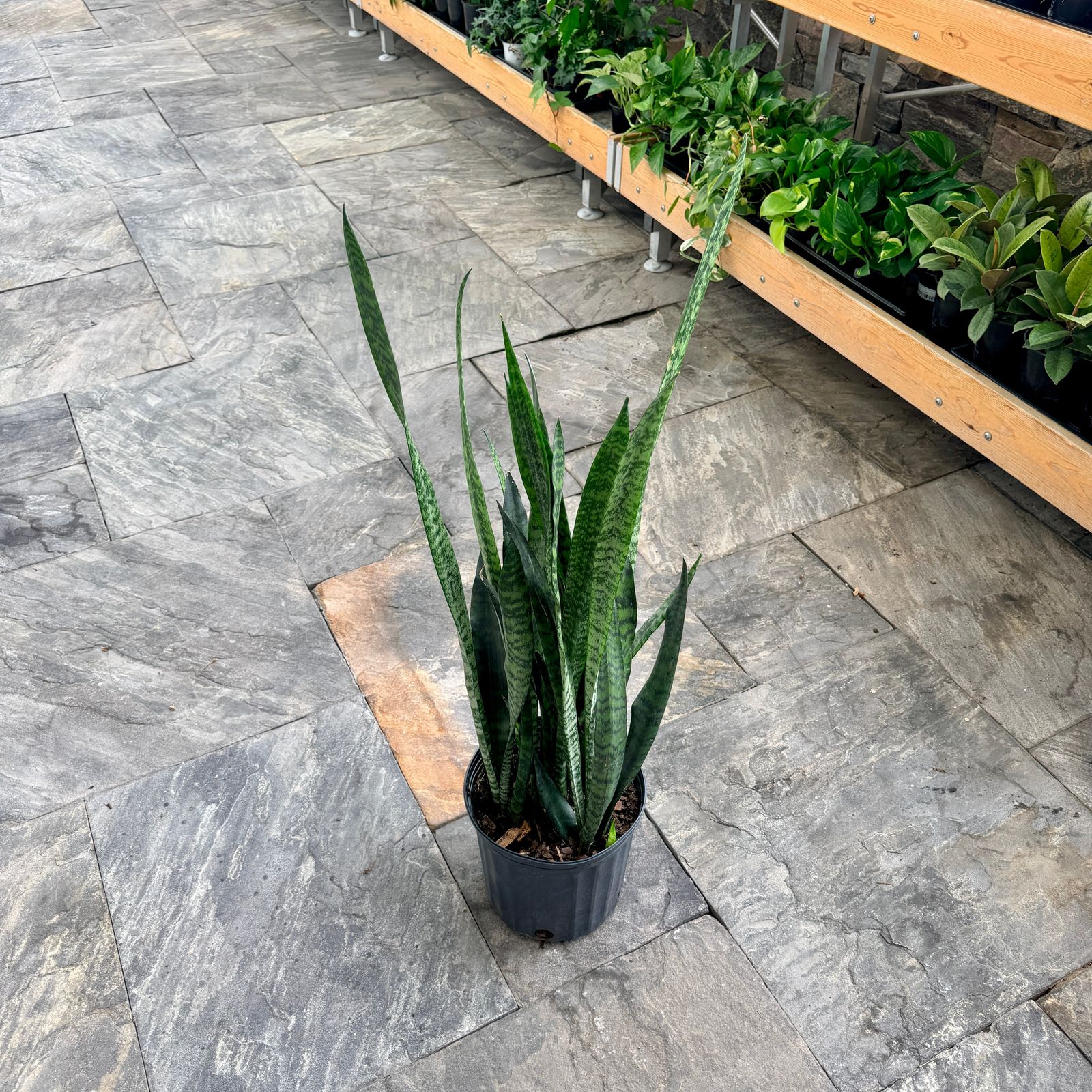 Snake Plant 'Wintergreen' (Sansevieria 'Wintergreen') - 10" Pot