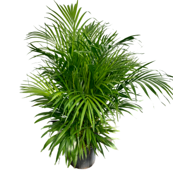 Areca Palm (Dypsis lutescens)