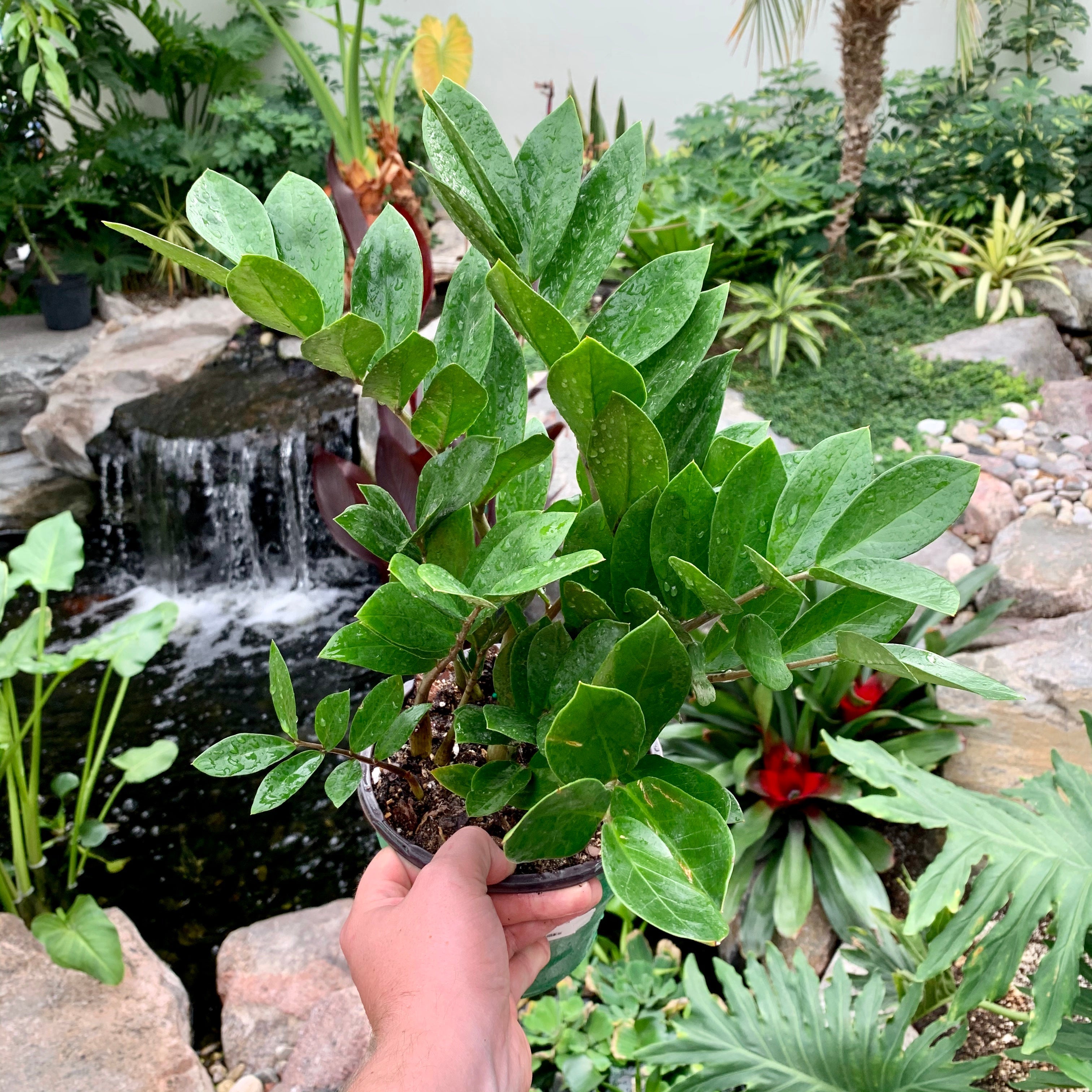 ZZ Plant (Zamioculcas zamiifolia)