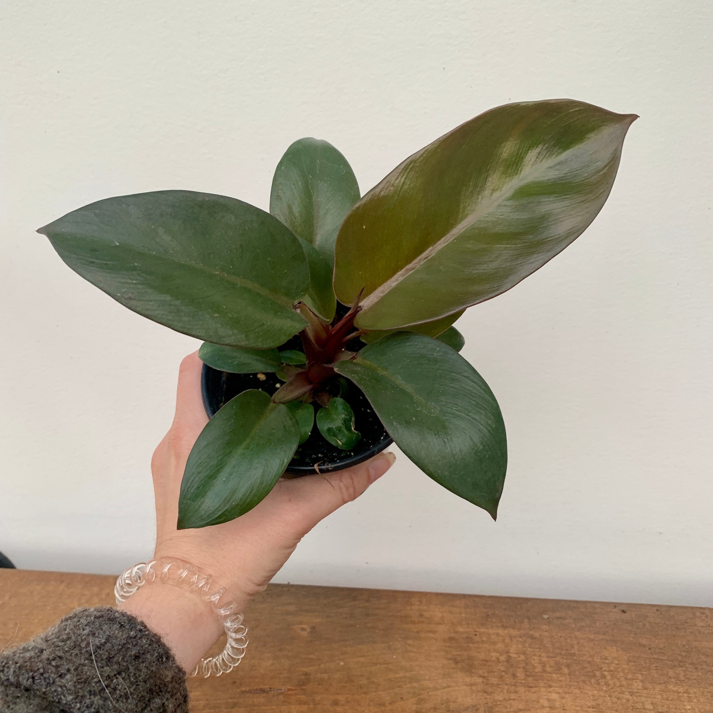 Philodendron 'Black Cardinal' (Philodendron Erubescens)