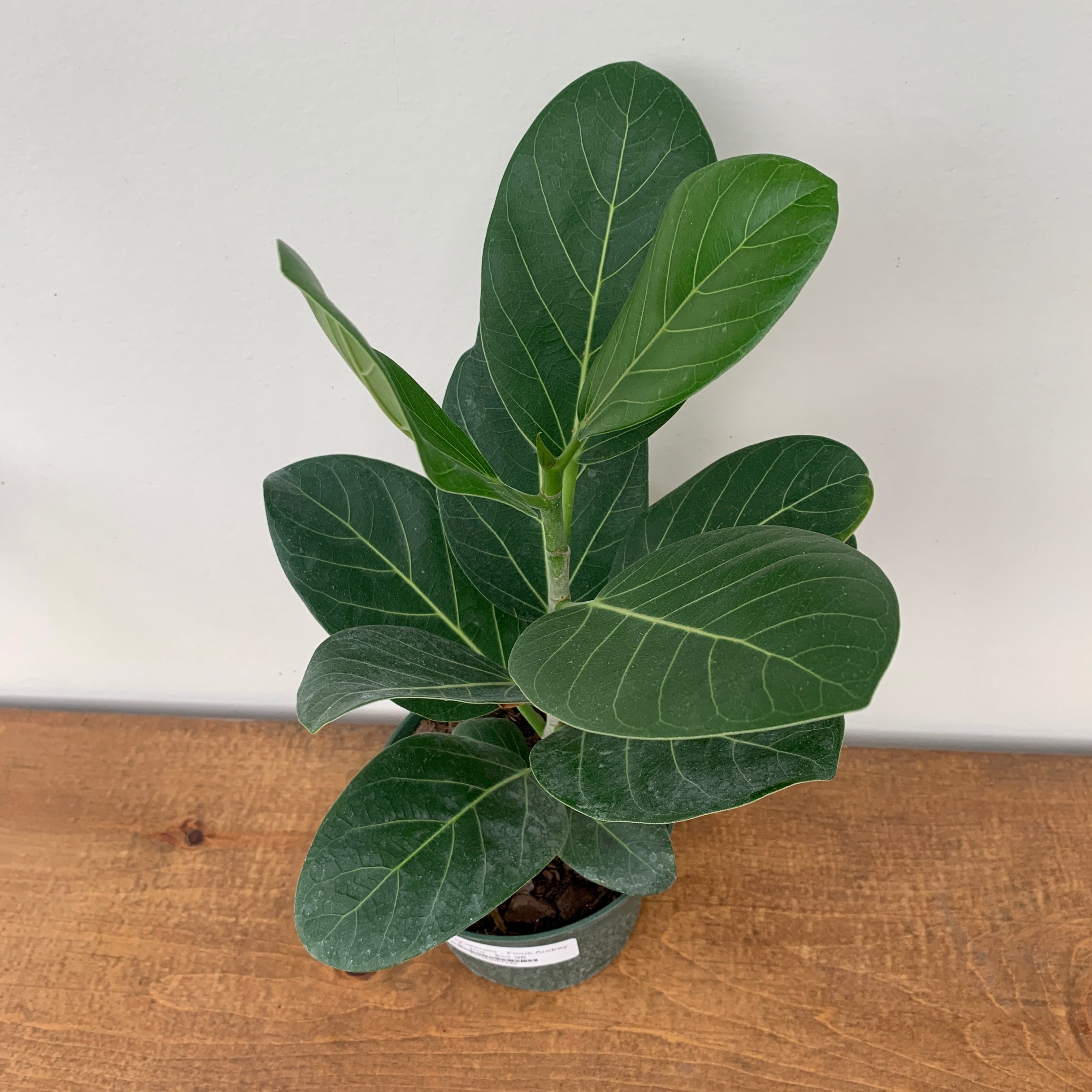 Banyan Tree 'Ficus Audrey' (Ficus benghalensis)